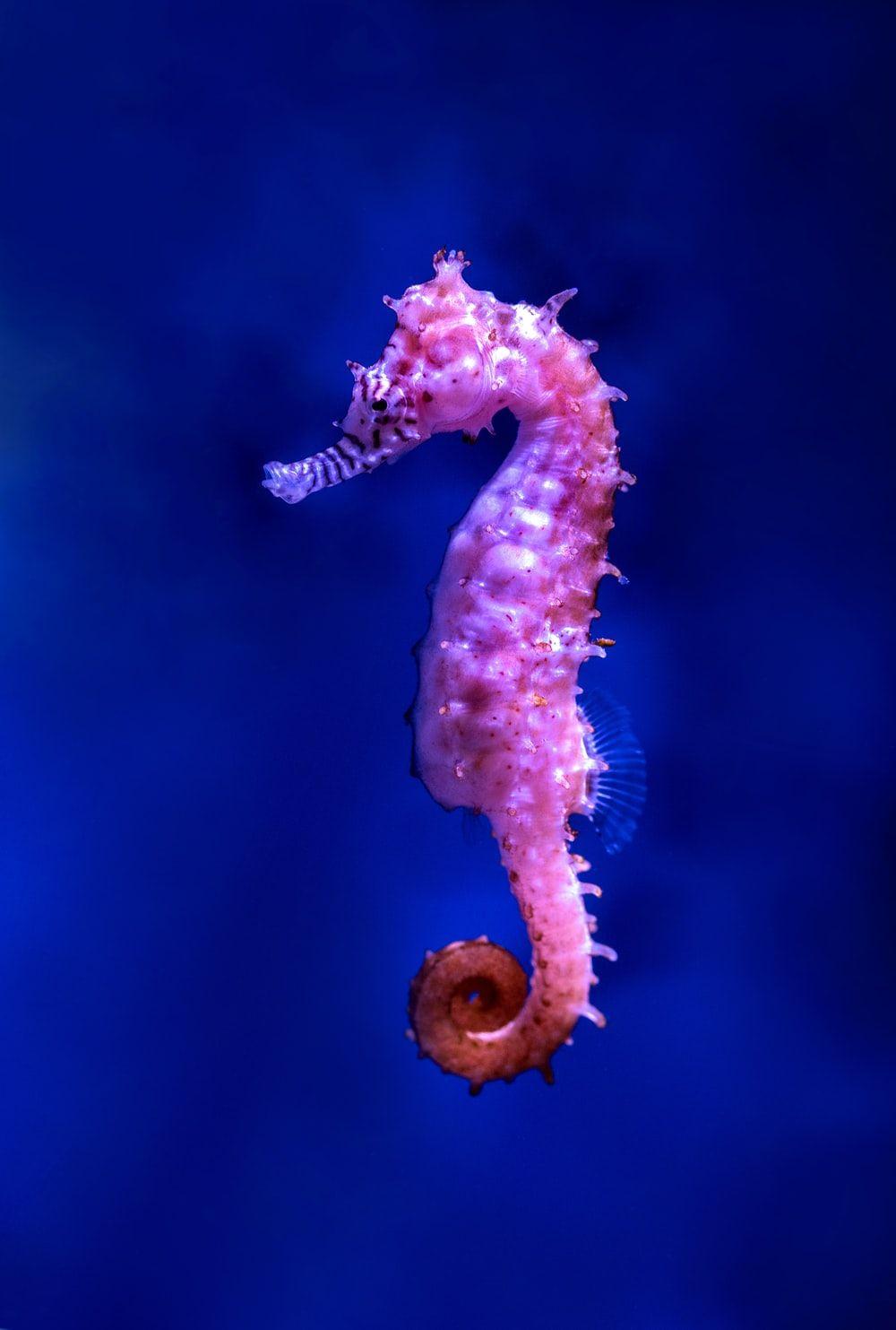 1000x1483 Seahorse Picture. Download Free Image
