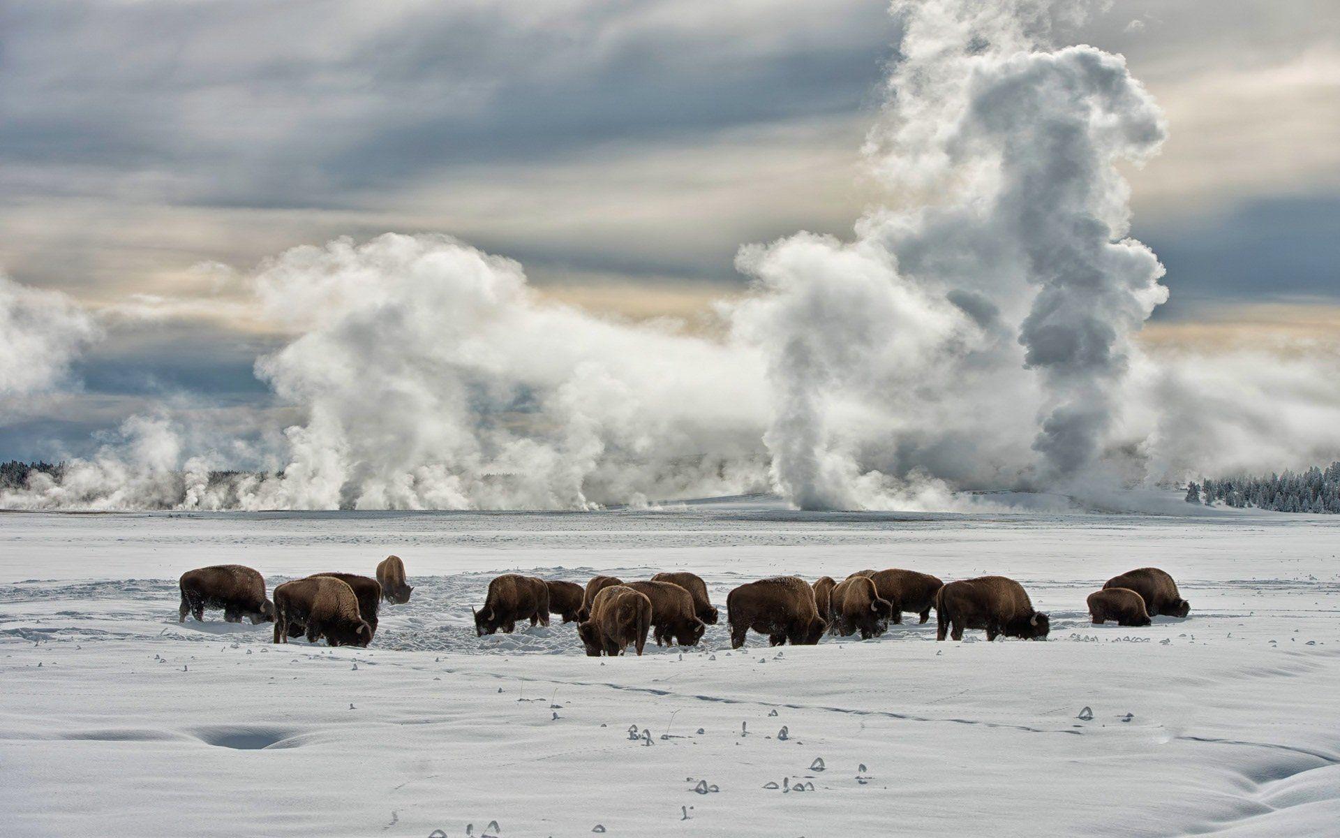 1920x1200 Yellowstone National Park HD Wallpaper