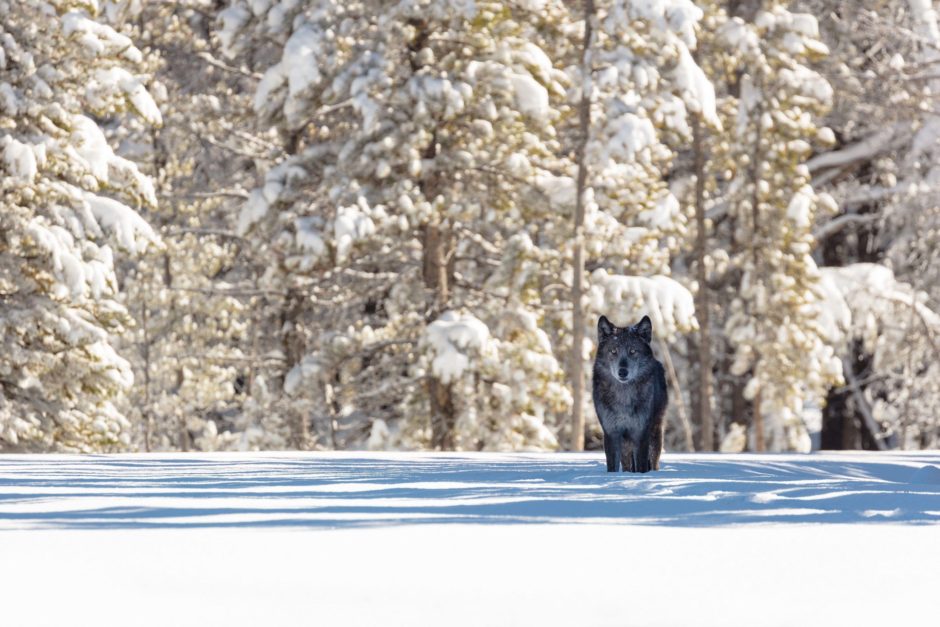 3000x2000 Lone Wolf in Yellowstone National Park, Wyoming USA HD Wallpaper