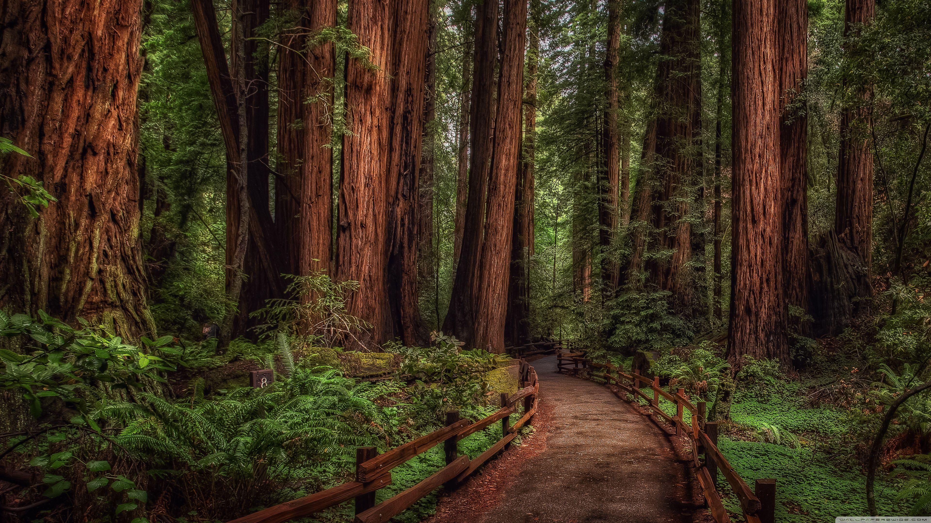 3840x2160 Cathedral Grove Rainforest Ultra HD Desktop Background Wallpaper