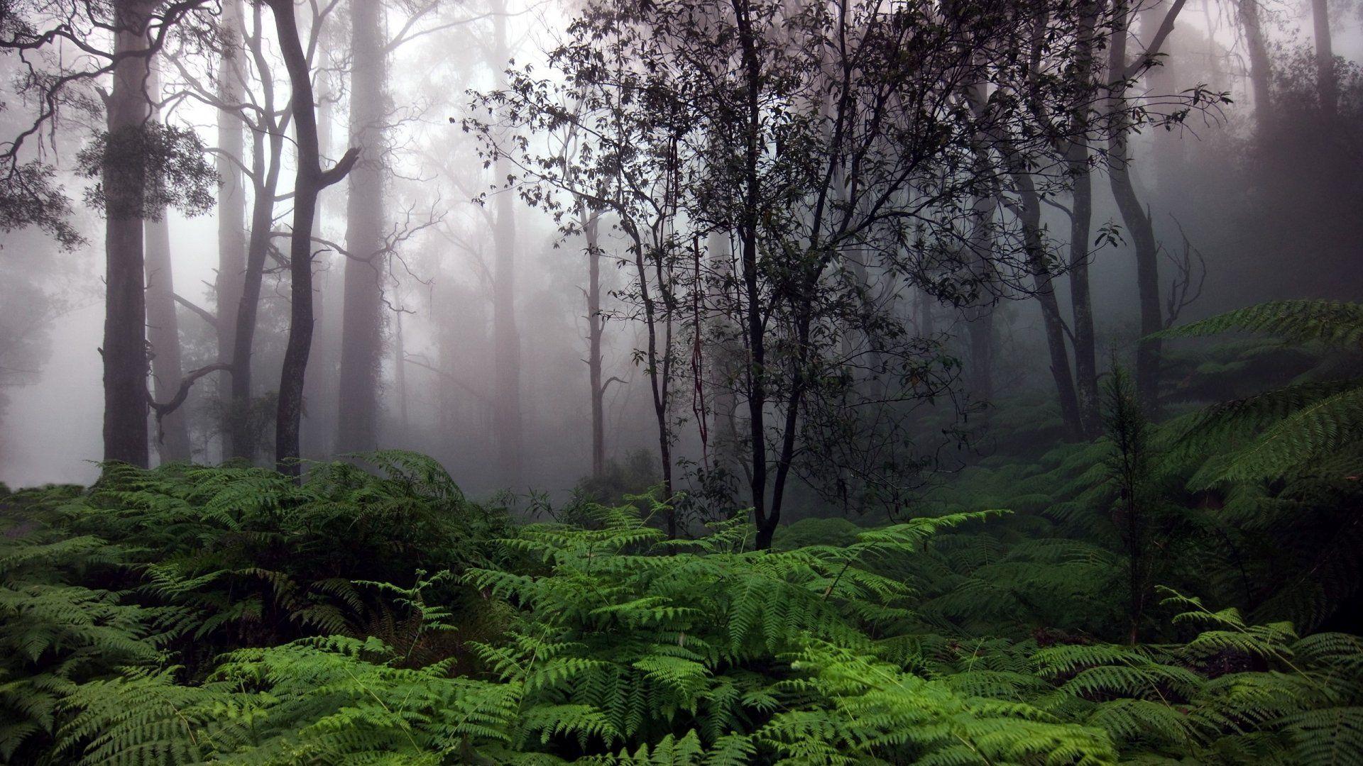 1920x1080 Free download Rainforest HD wallpaper [1920x1080] for your Desktop