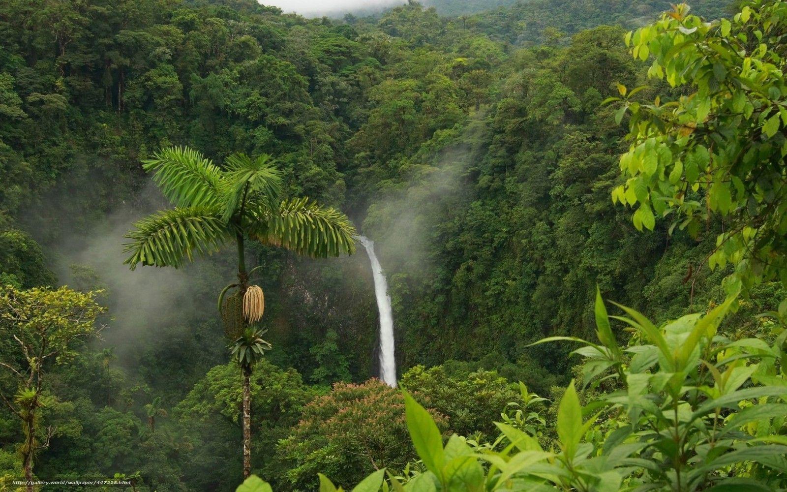 1600x1000 Download wallpaper Selva, bush, jungle, Rainforest free desktop