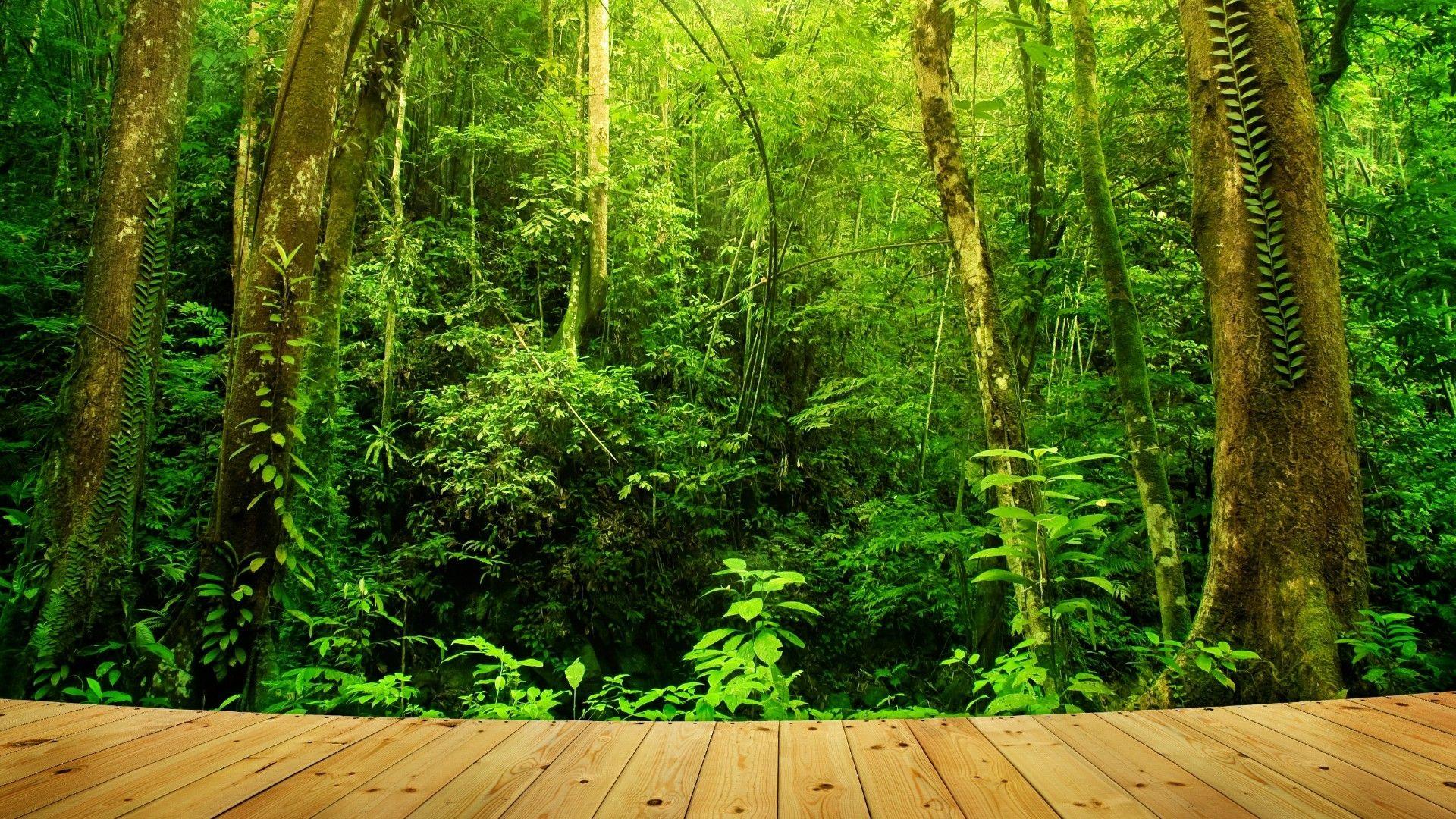 Rainforest Wallpaper Hd Wallpapers Plus Images