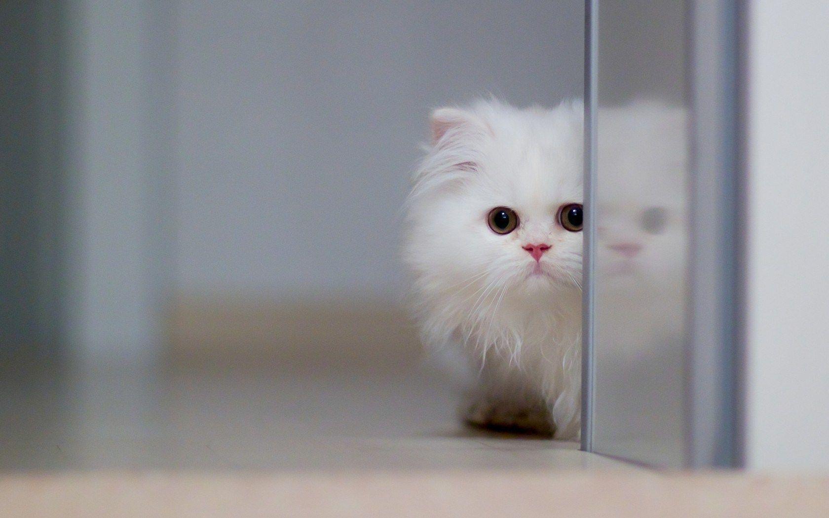 1680x1050 Persian Cat Wallpaper
