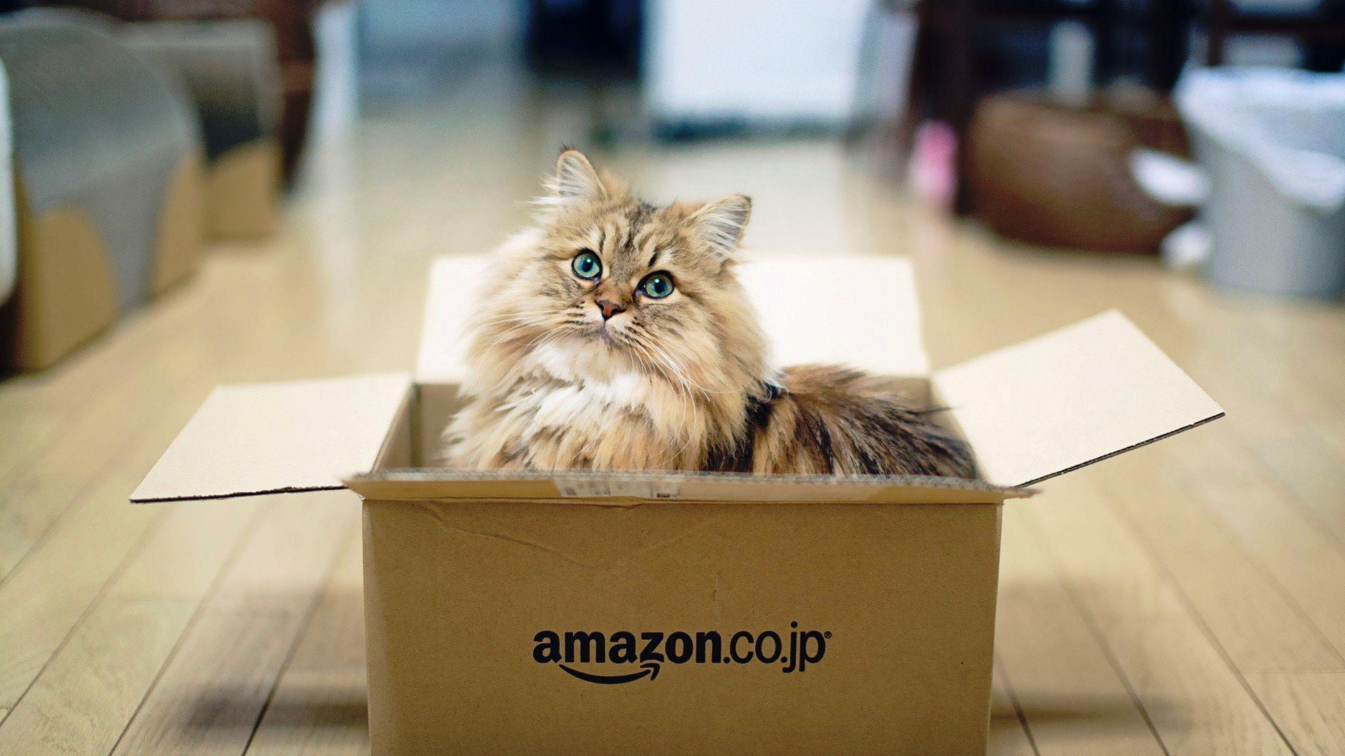 1920x1080 Persian Cat Wallpaper
