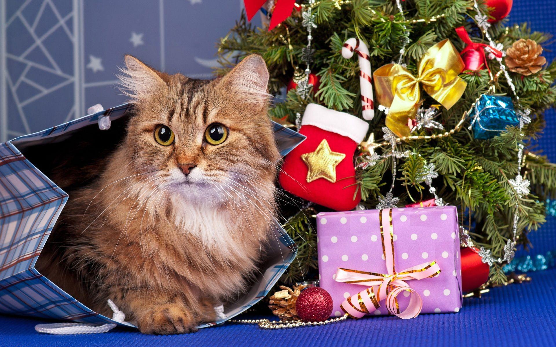 1920x1200 Christmas Gift Set 30999