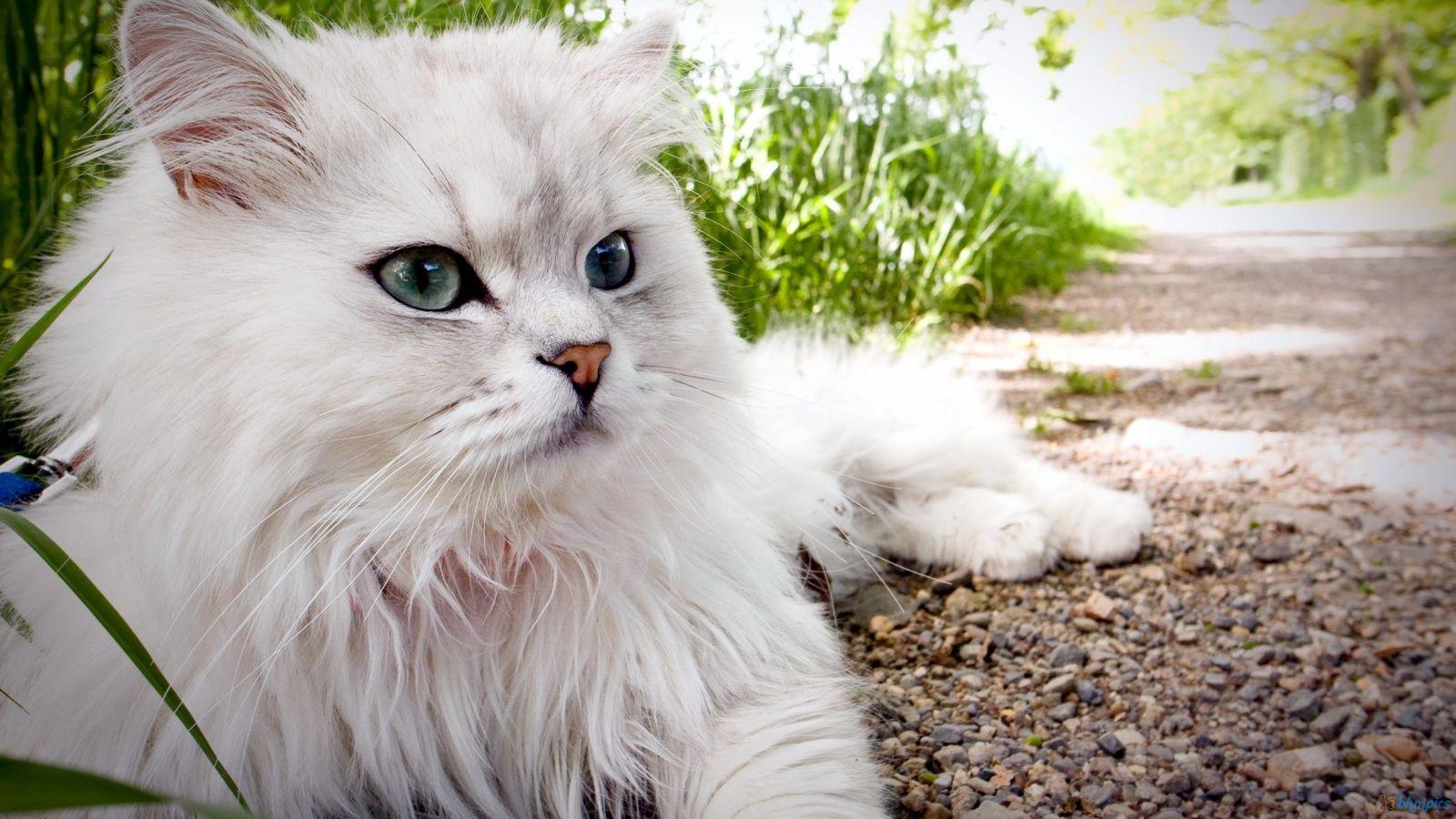 1600x900 Persian Cat Wallpaper