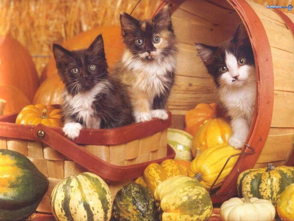 1024x768 Cats Pumpkin Basket Three Kittens Cute Persian Cat Desktop Wallpaper