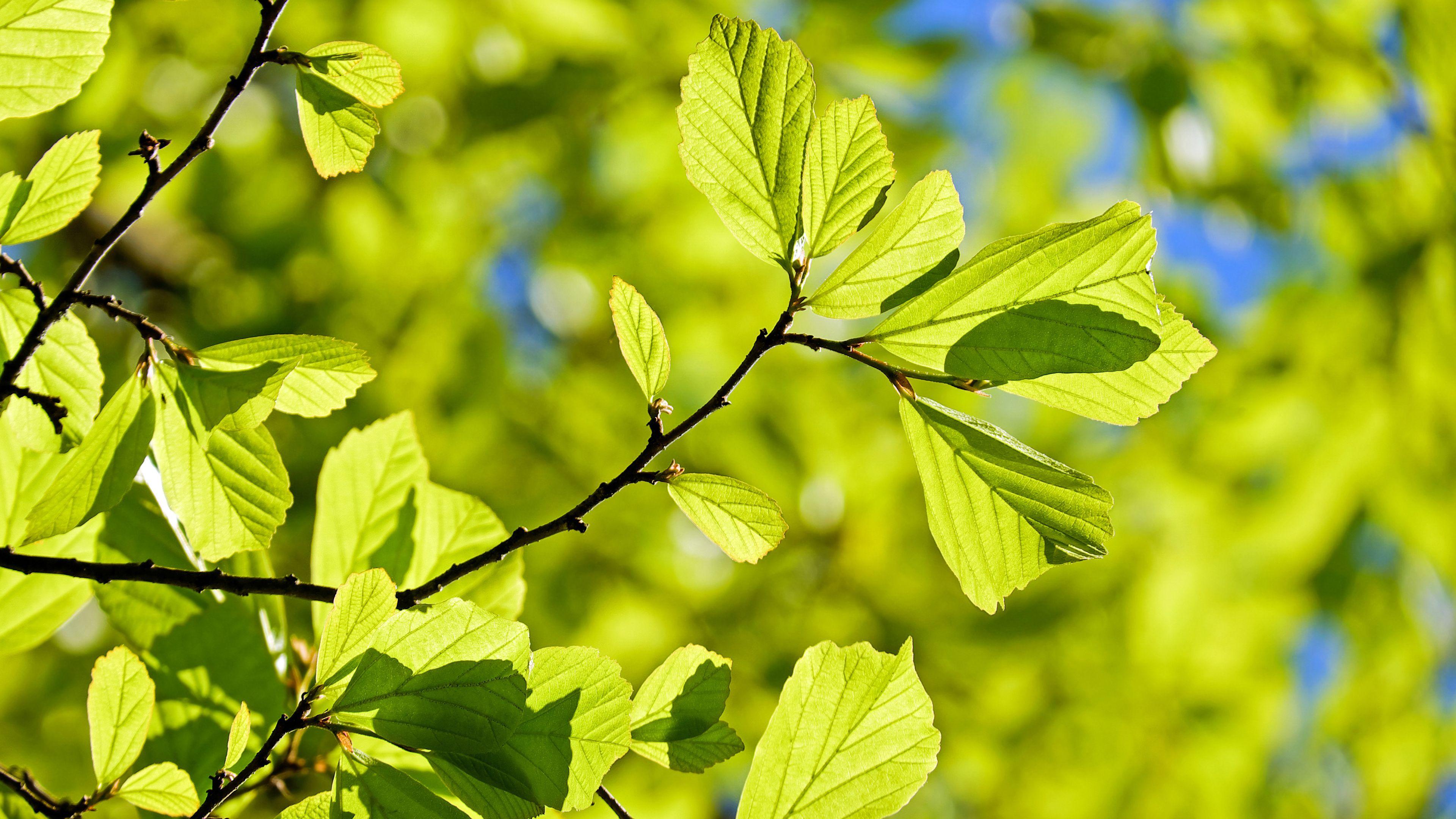 3840x2160 Free Persian Oak Tree ChromeBook Wallpaper Ready For Download