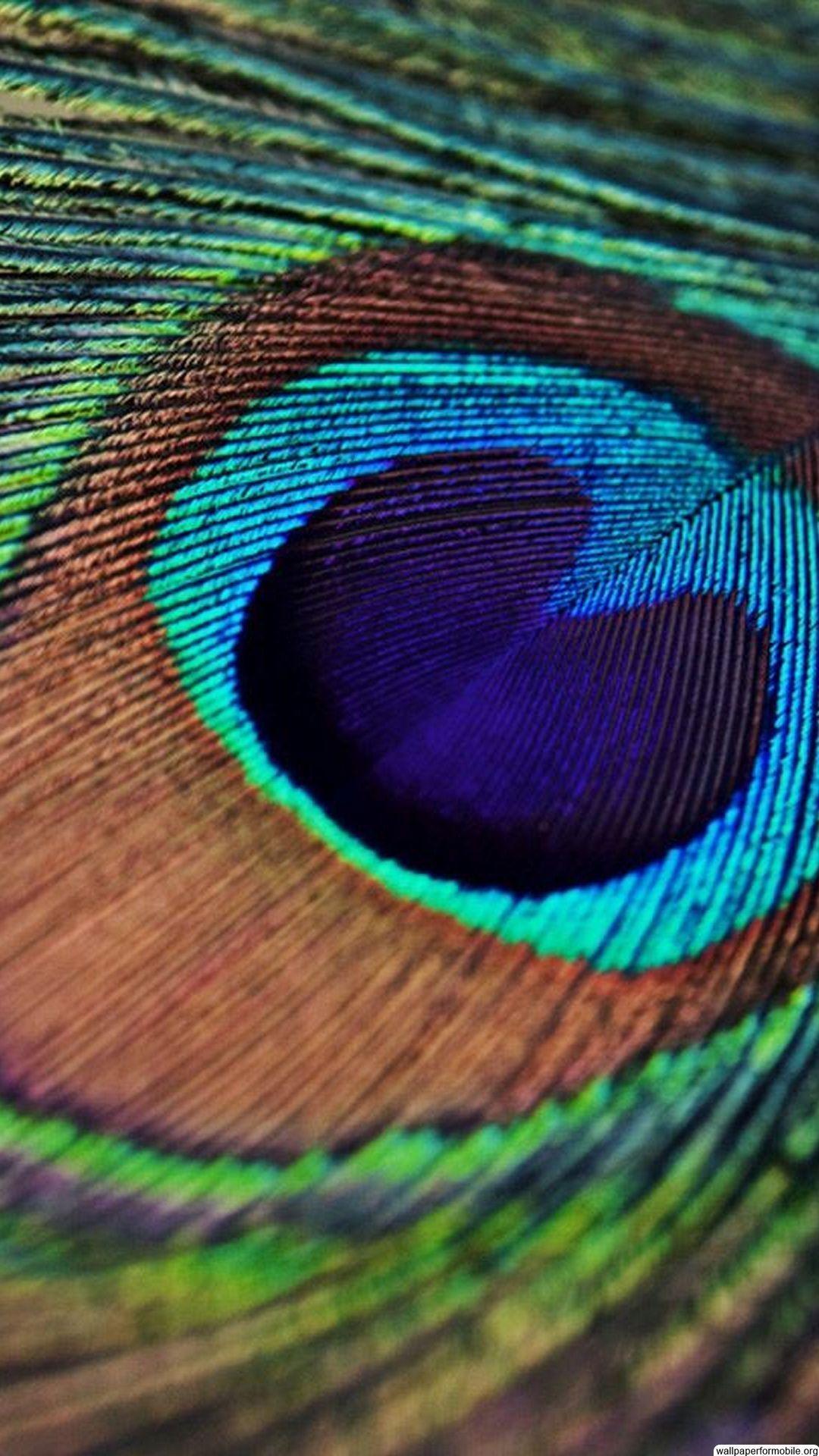 1080x1920 Peacock Feathers Wallpaper