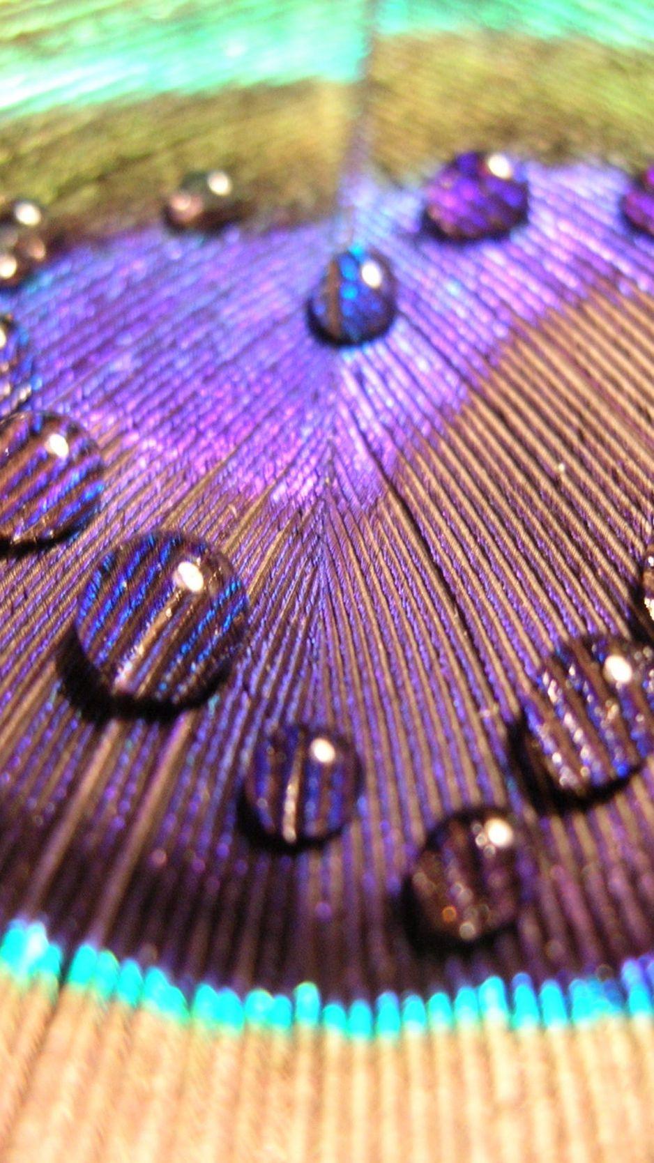 938x1668 Download wallpaper 938x1668 feather, surface, peacock, colorful
