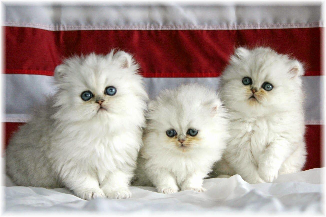 1304x871 White Persian Cat Wallpaper Free HD Desktop Wallpaper Download