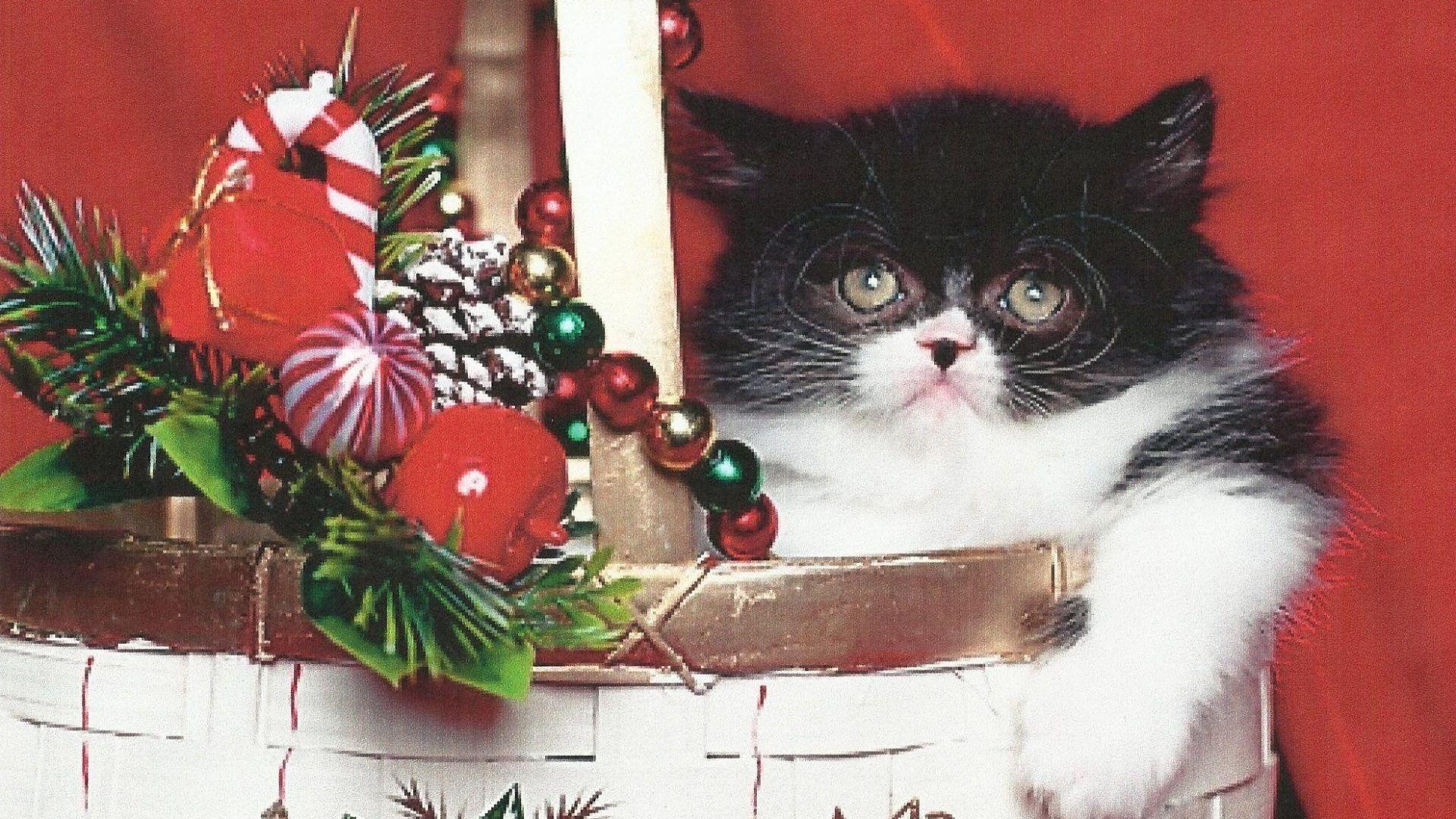 1920x1080 Wallpaper Tagged With Holly: Color Kittens Santa Look Adorable Cute