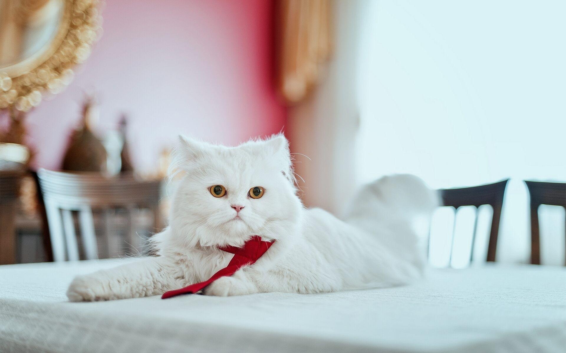 1920x1200 Persian Cat Wallpaper