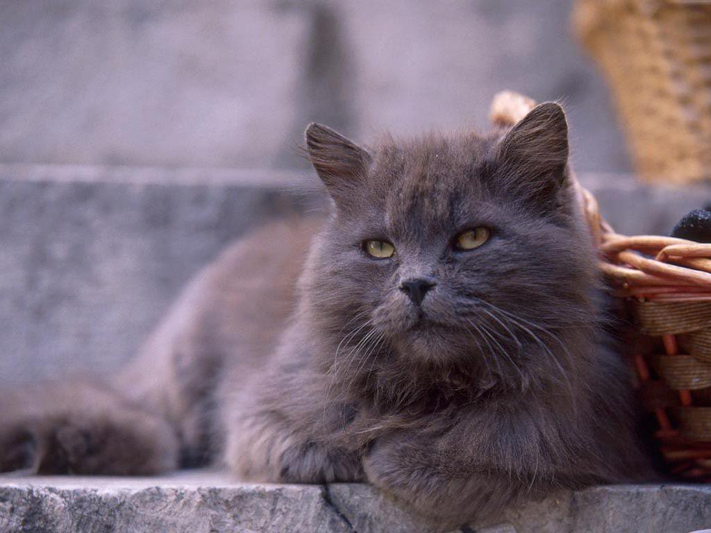 1024x768 Persian Cat. Persian cat with dark hair is lying. rpalmb4157