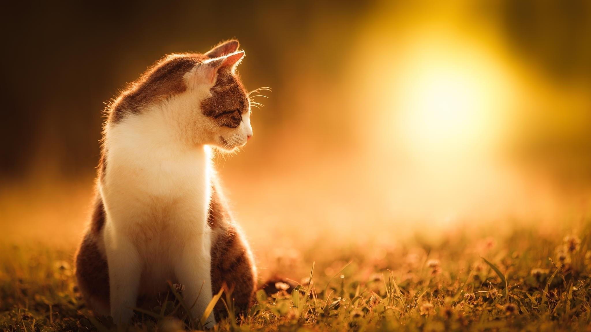 2048x1152 Animals In Summer Wallpaper