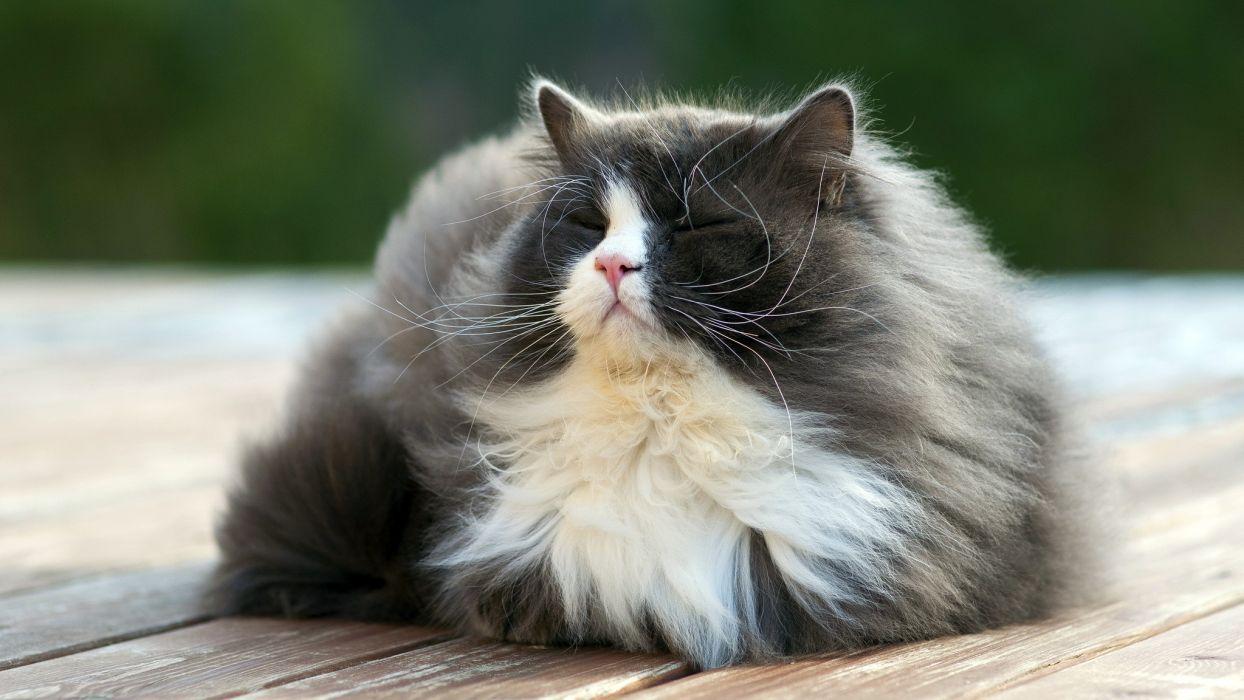 1244x700 Cat summer wallpaperx1152