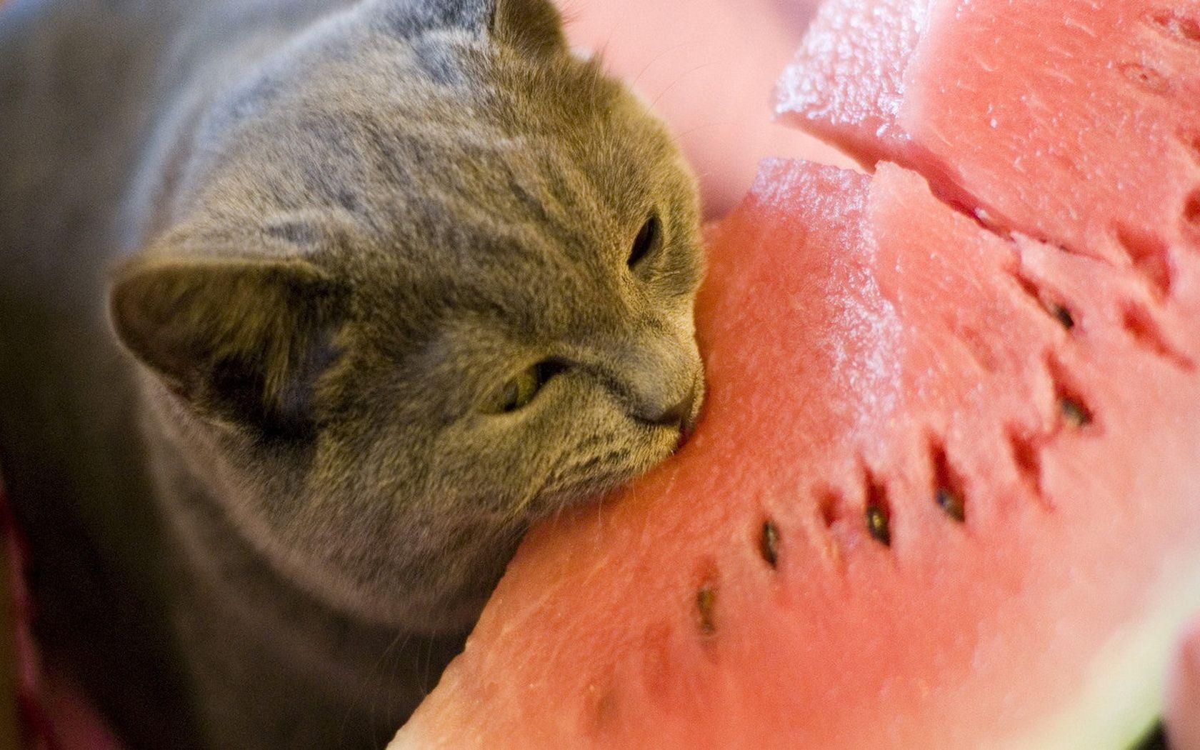 1680x1050 Kish and watermelon wallpaper and image, picture
