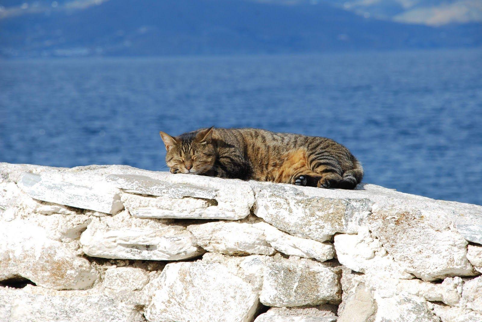 1600x1071 Cat Cute: Summer Cats