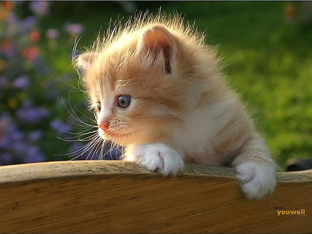 1024x768 YouWall Cat Wallpaper, wallpaper, wallpaper, free