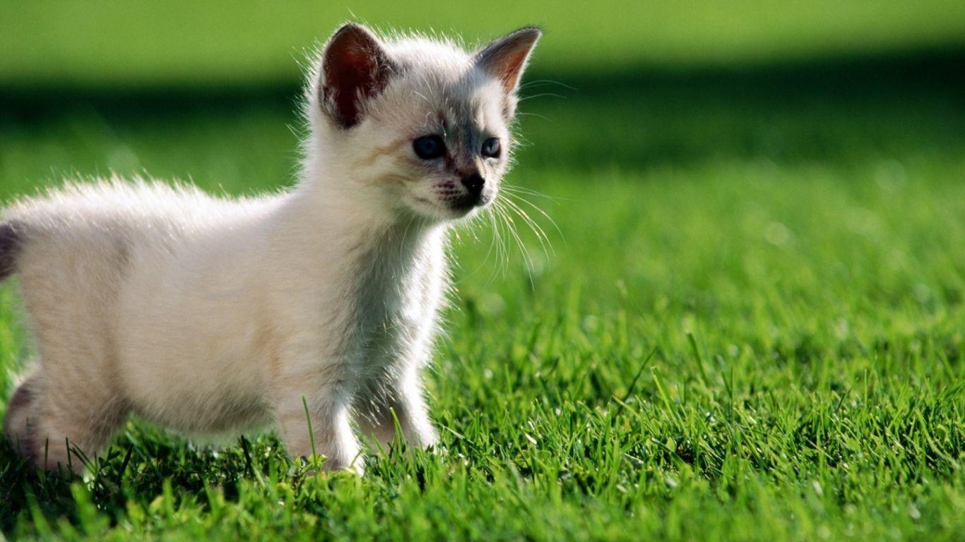 1366x768 Free download HD Wallpaper Summer iPhone Wallpaper Are The Cats