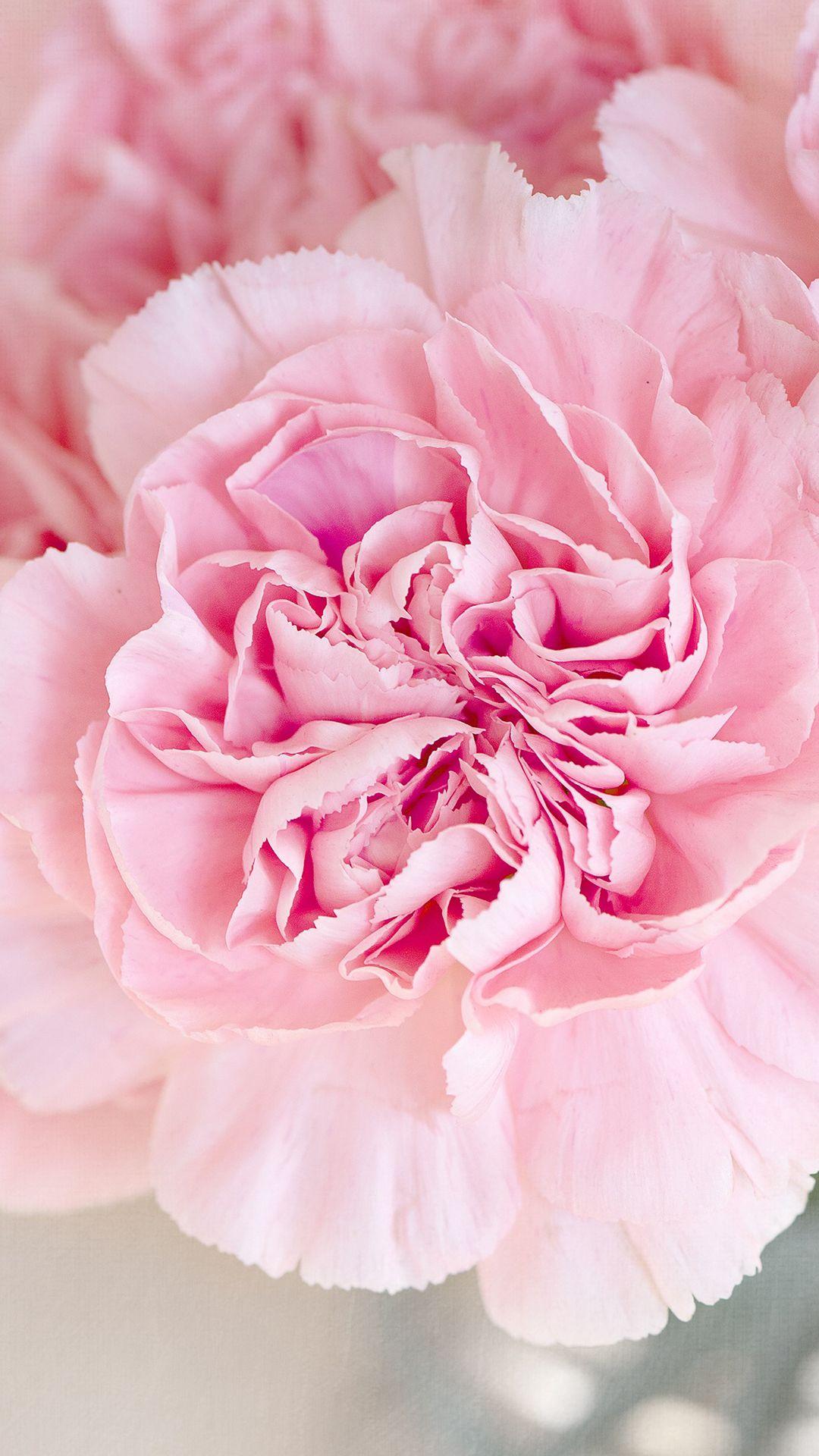 1080x1920 Pink Flower iPhone Background