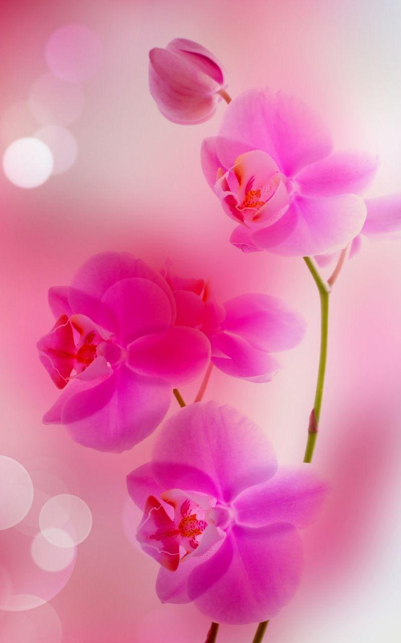 800x1280 Free download Pink Flowers iphone 6 plus wallpaper iPhone 6 Plus