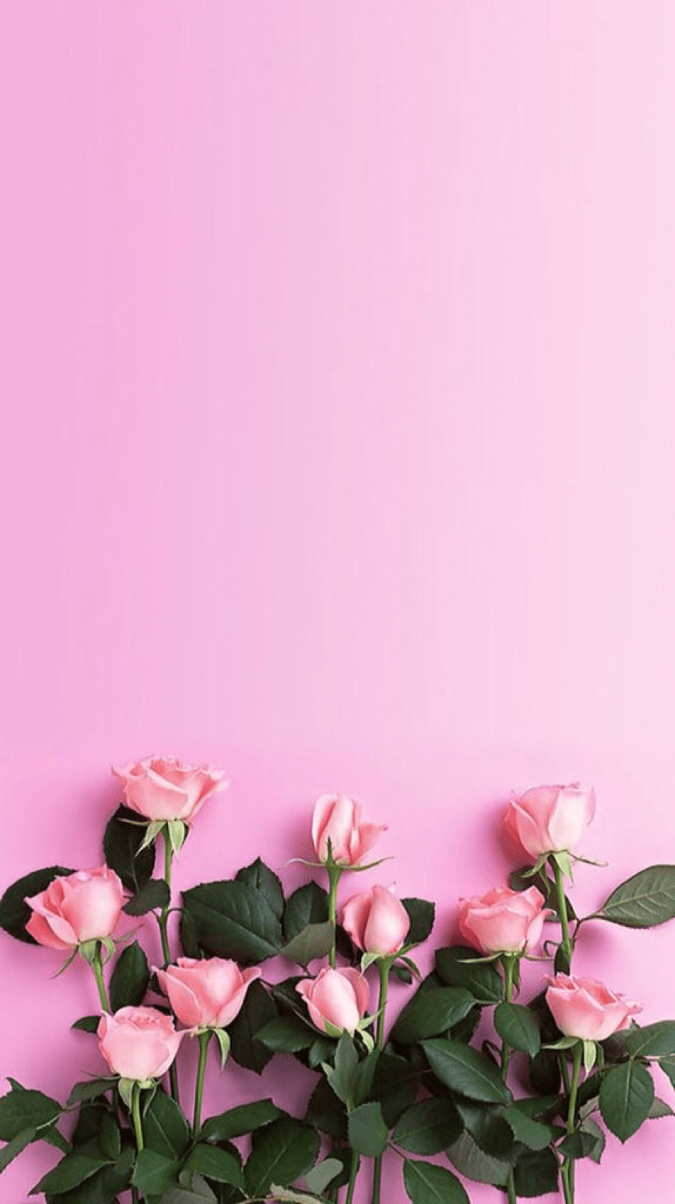 Pink Flower iPhone HD Wallpapers - Top Free Pink Flower iPhone HD