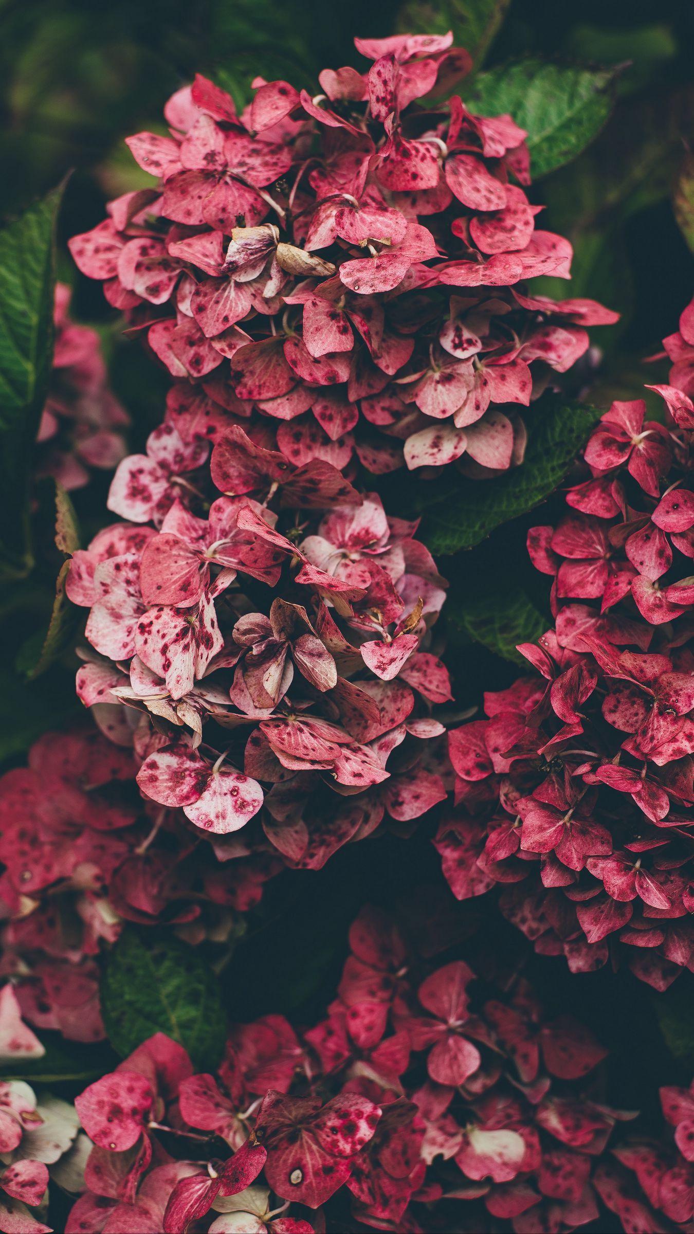 1350x2400 Download wallpaper 1350x2400 hydrangea, pink, flowers iphone 8+