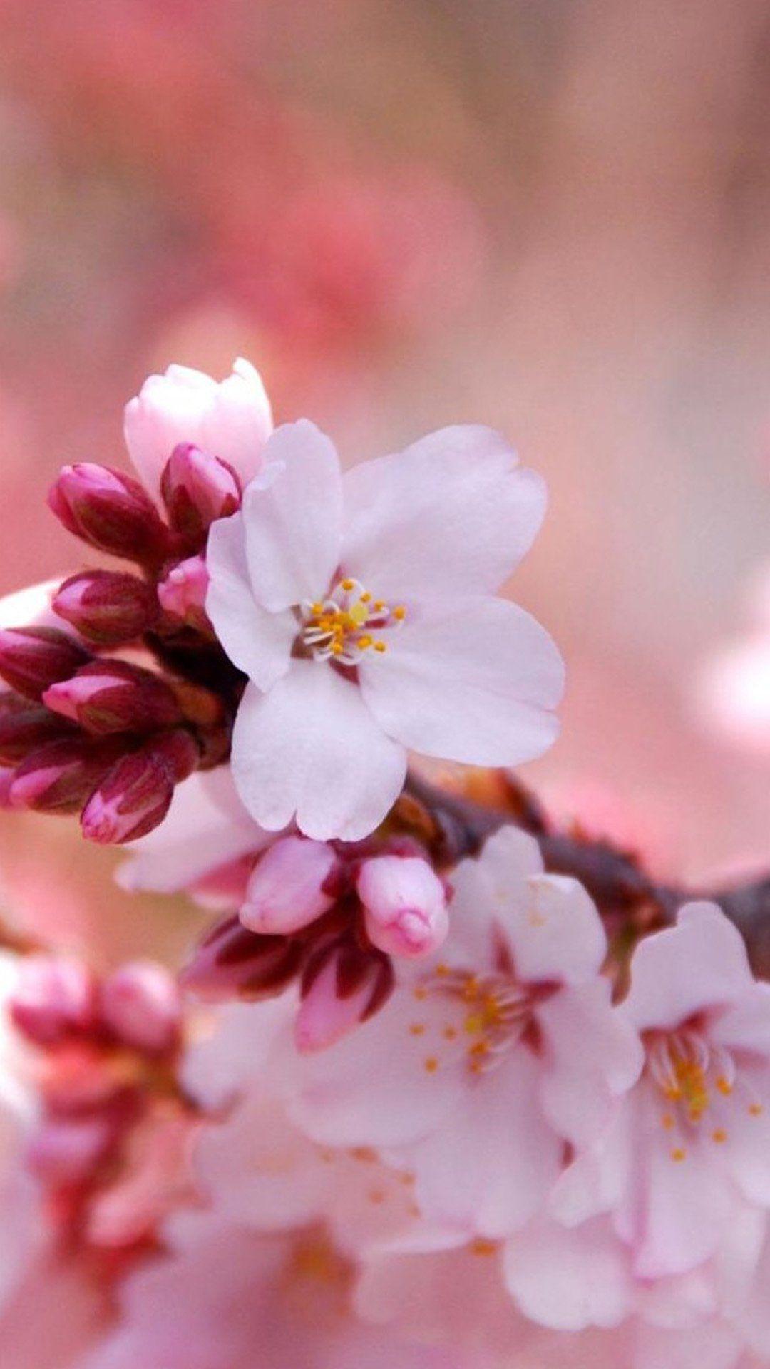 1080x1920 Flower Wallpaper For iPhone HD