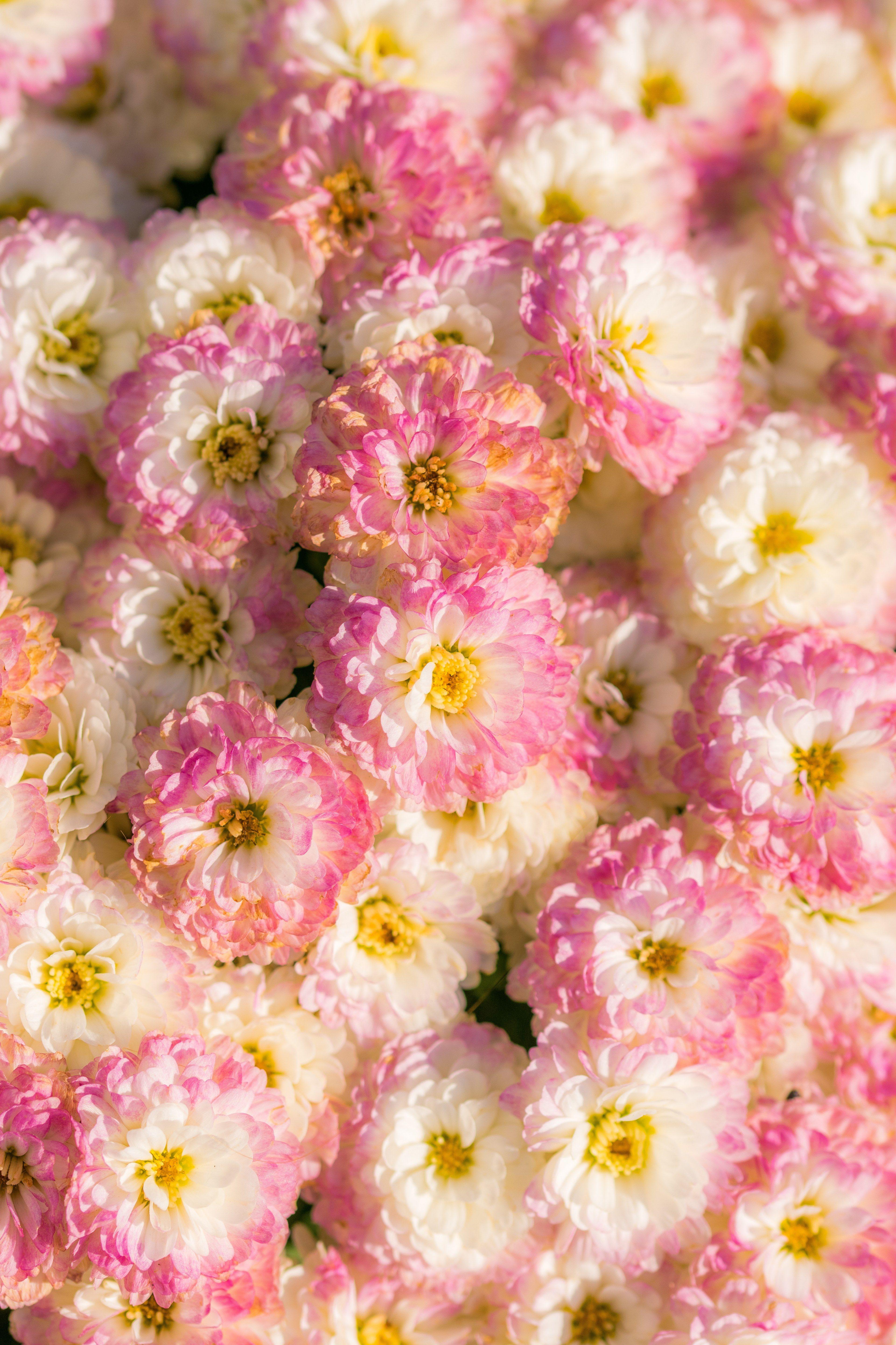 Pastel Flowers HD Wallpapers - Top Free Pastel Flowers HD Backgrounds - WallpaperAccess