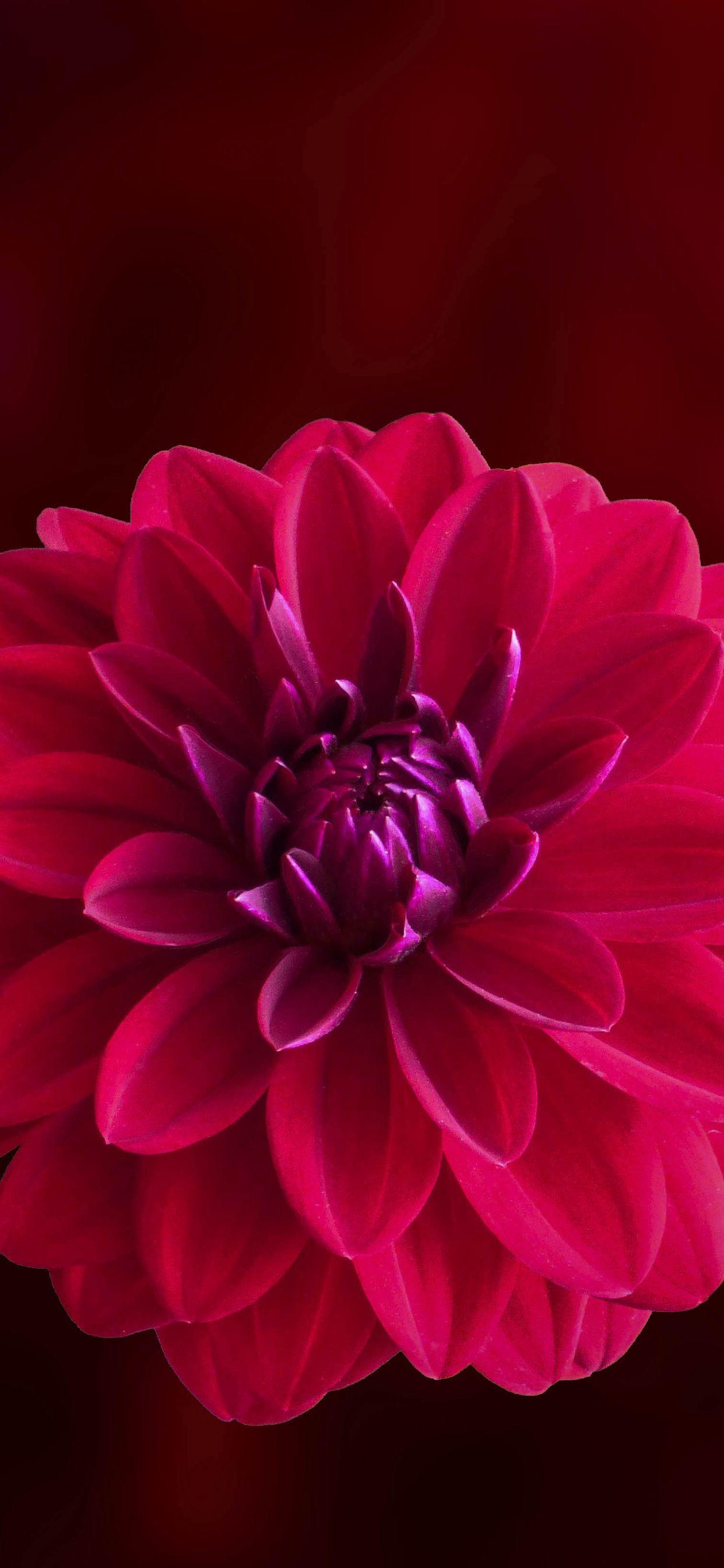 1242x2688 Pink Dahlia Flower iPhone XS MAX HD 4k Wallpaper