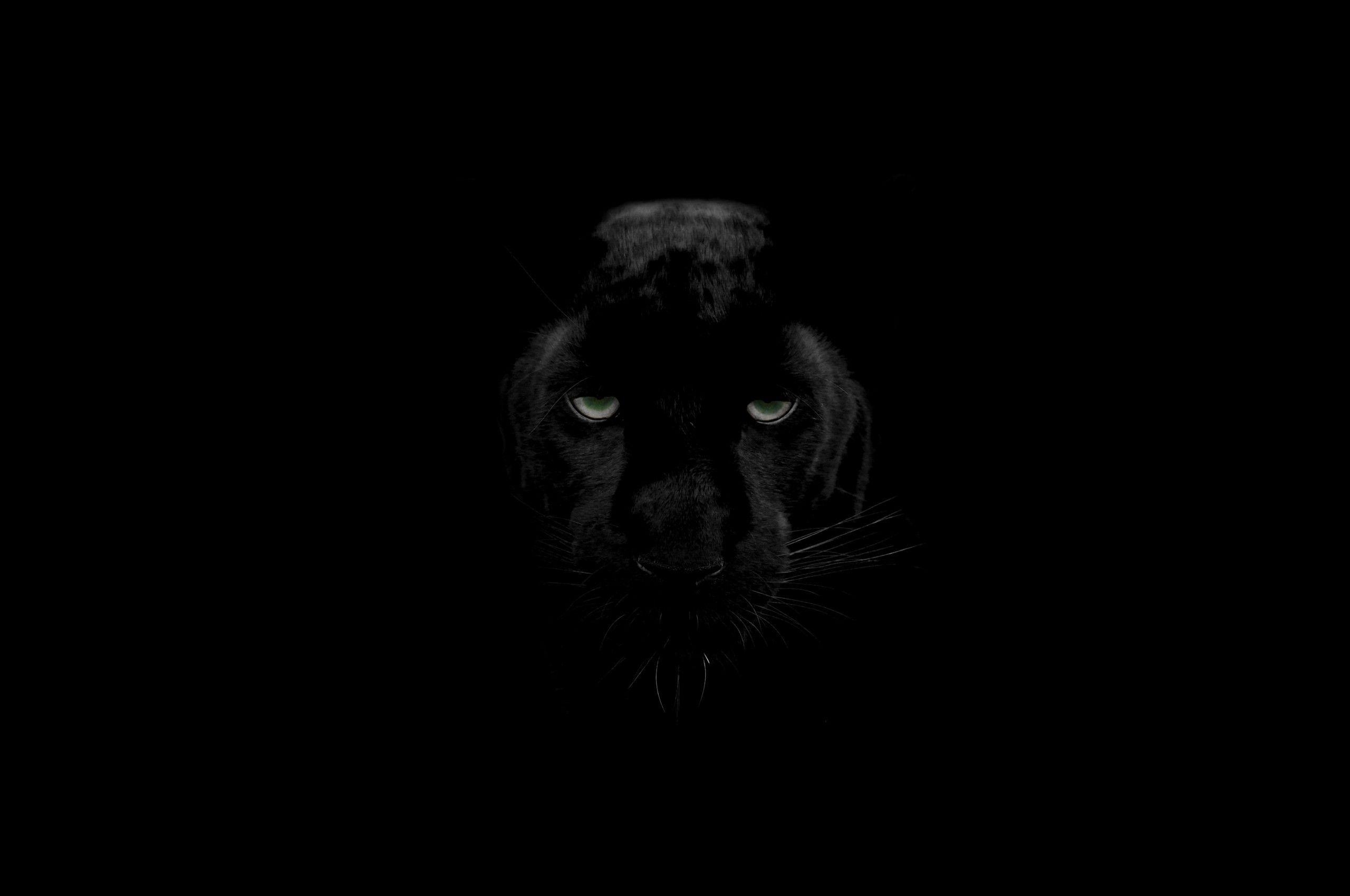 2560x1700 Download 2560x1700 Black Panther, Head, Predator, Majestic