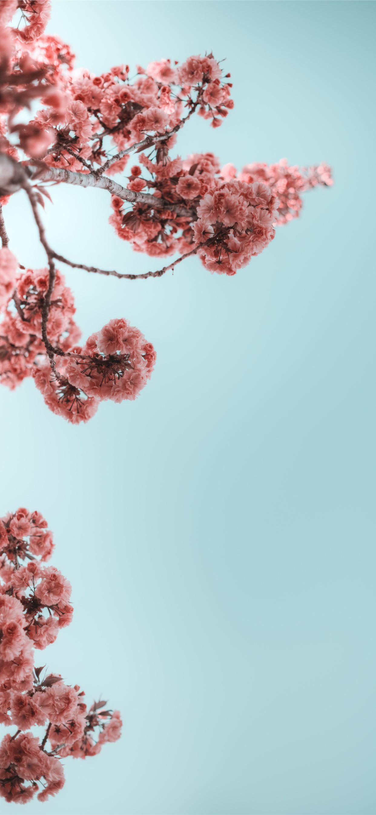 1242x2688 selective photograph of branches with flower iPhone Wallpaper