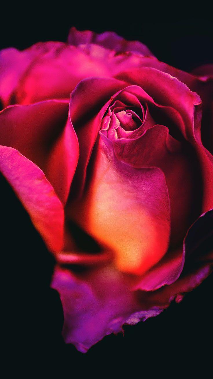 736x1308 Romantic Roses iPhone X Wallpaper