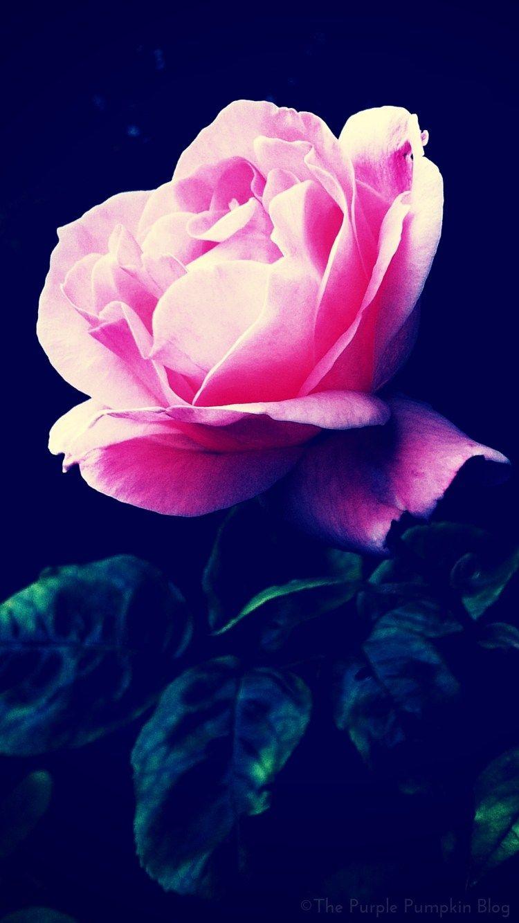 750x1334 Floral iPhone Wallpaper