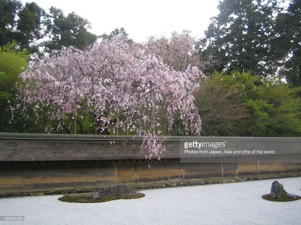 1024x768 Rock Garden And Cherry Blossom Getty Wallpaper With