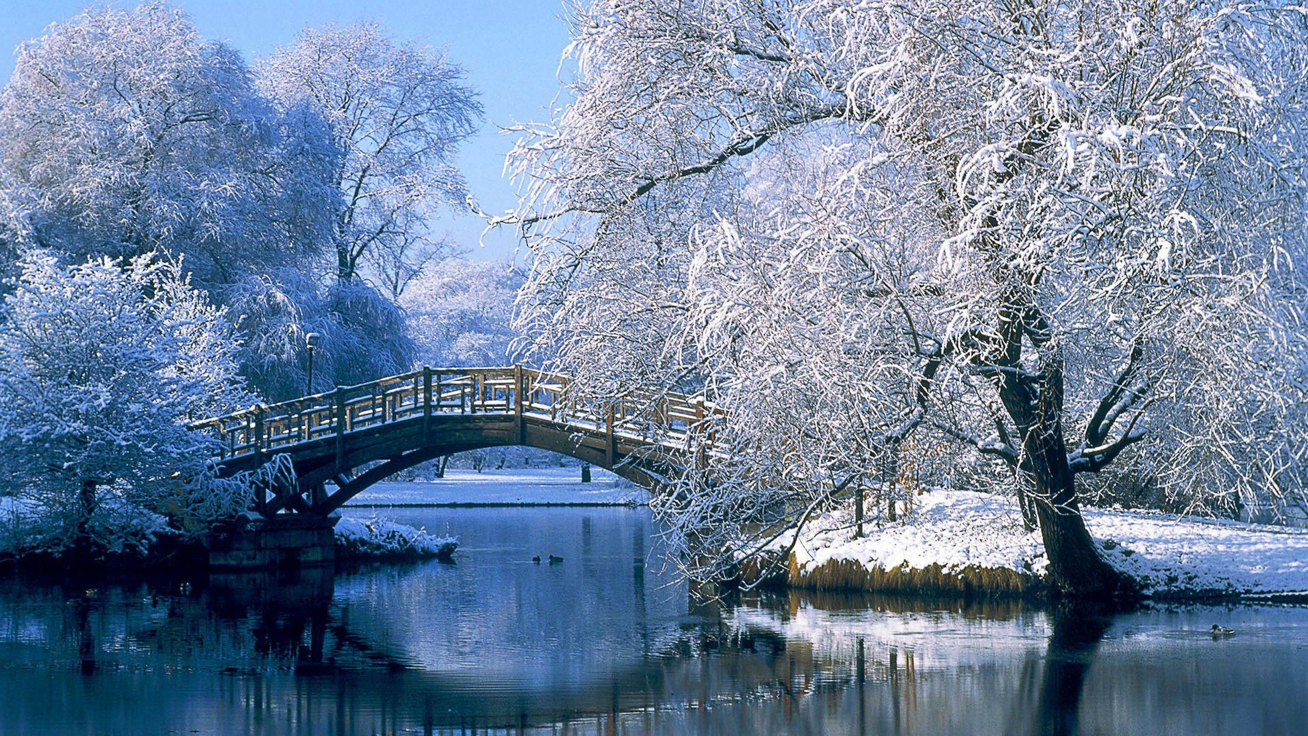 2560x1440 Nature Desktop Wallpaper Winter