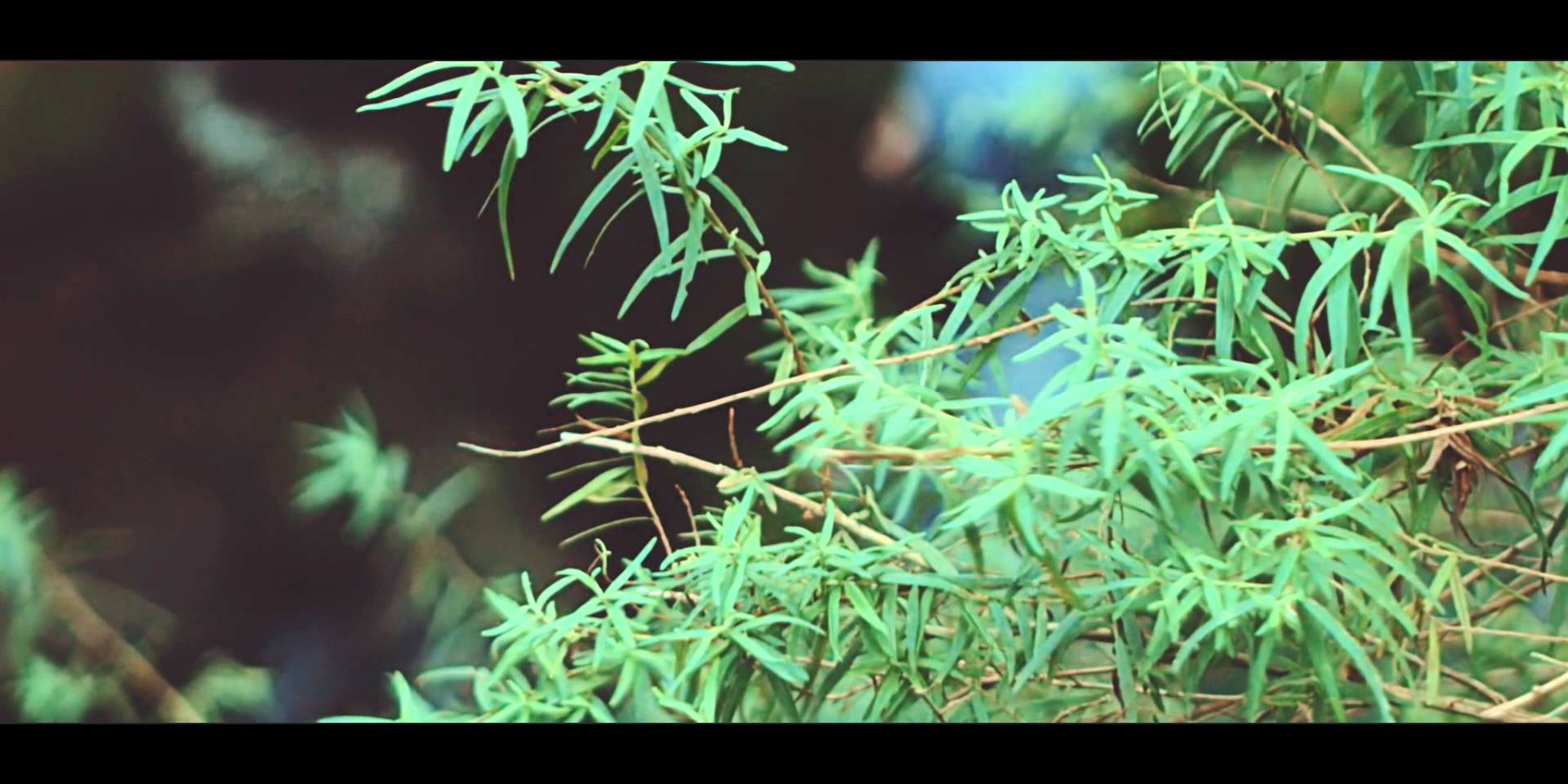 1920x960 Japanese Wallpaper Ft. Airling (Official Video)