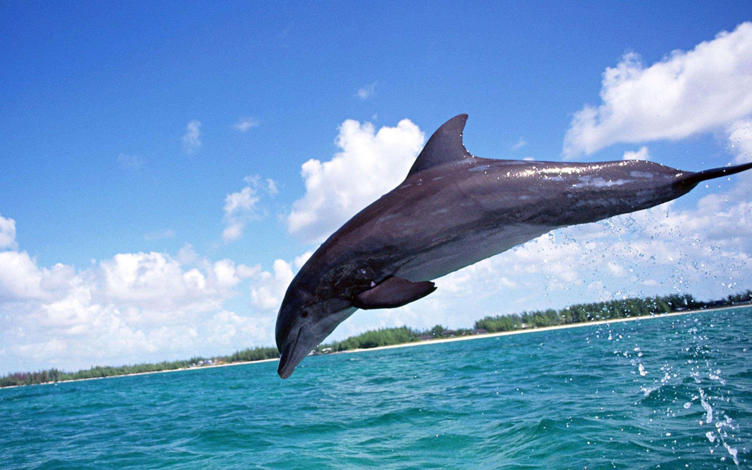 2560x1600 Free Dolphin Wallpaper For Desktop