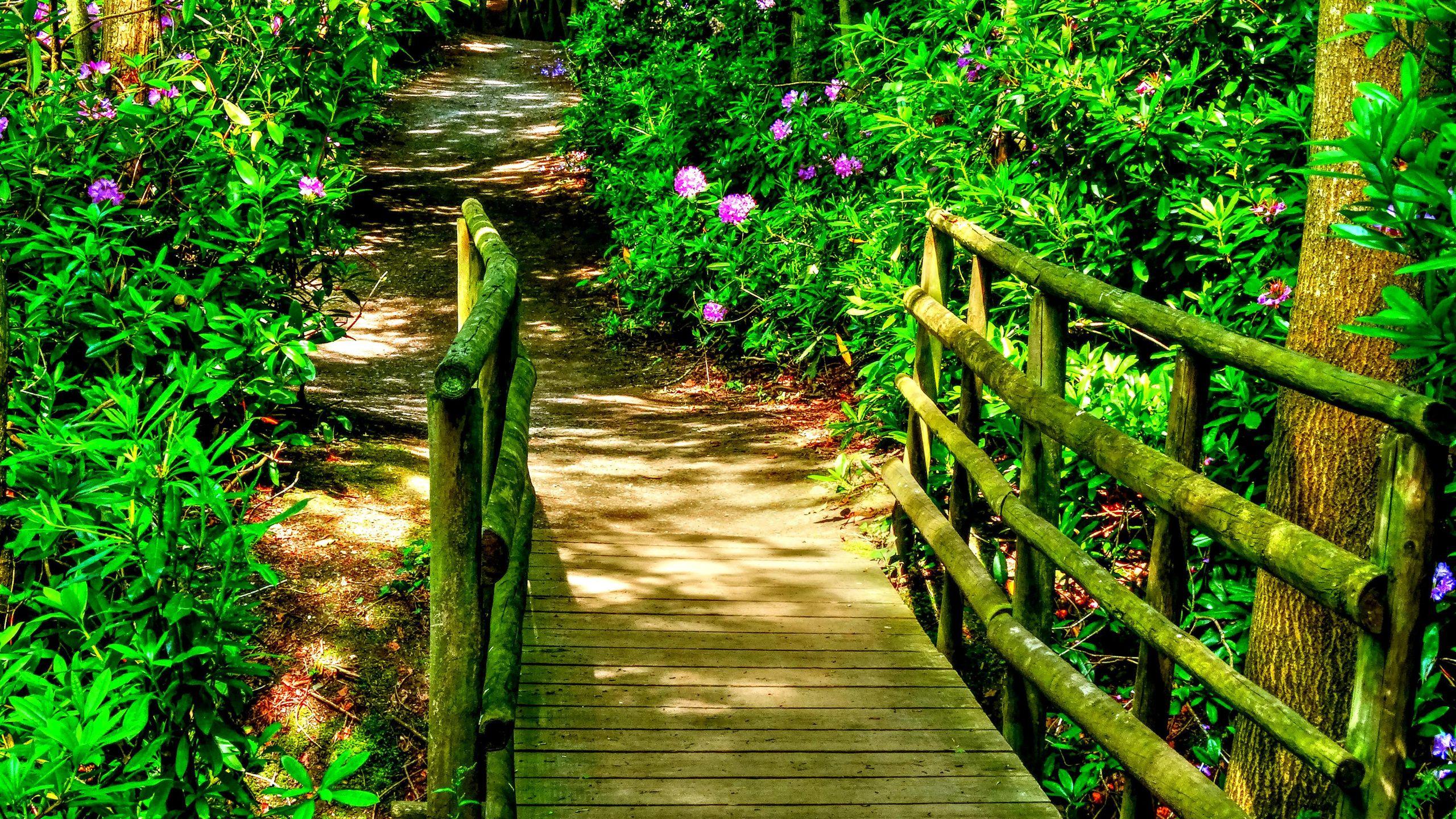 2560x1440 Best Nature Image Online (15)