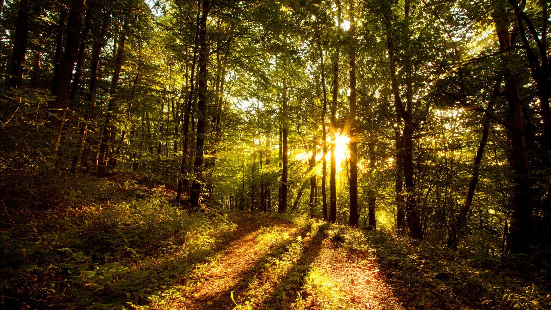 1920x1080 Best Nature Hd Wallpaper Fullscreen Cool Nature Image. The Fox