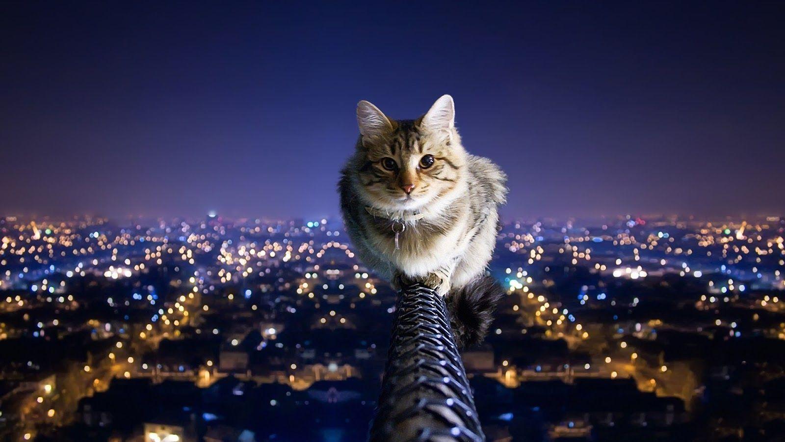 1600x900 Best HD Desktop Wallpaper (1600x900 px)