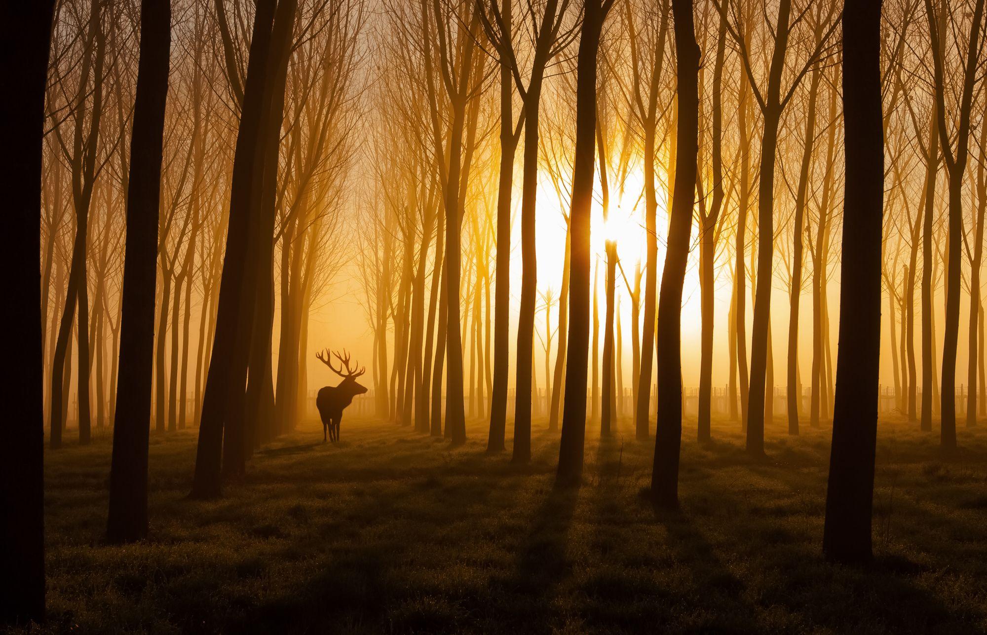 2000x1287 Forest Stag Wall Mural & Forest Stag Wallpaper