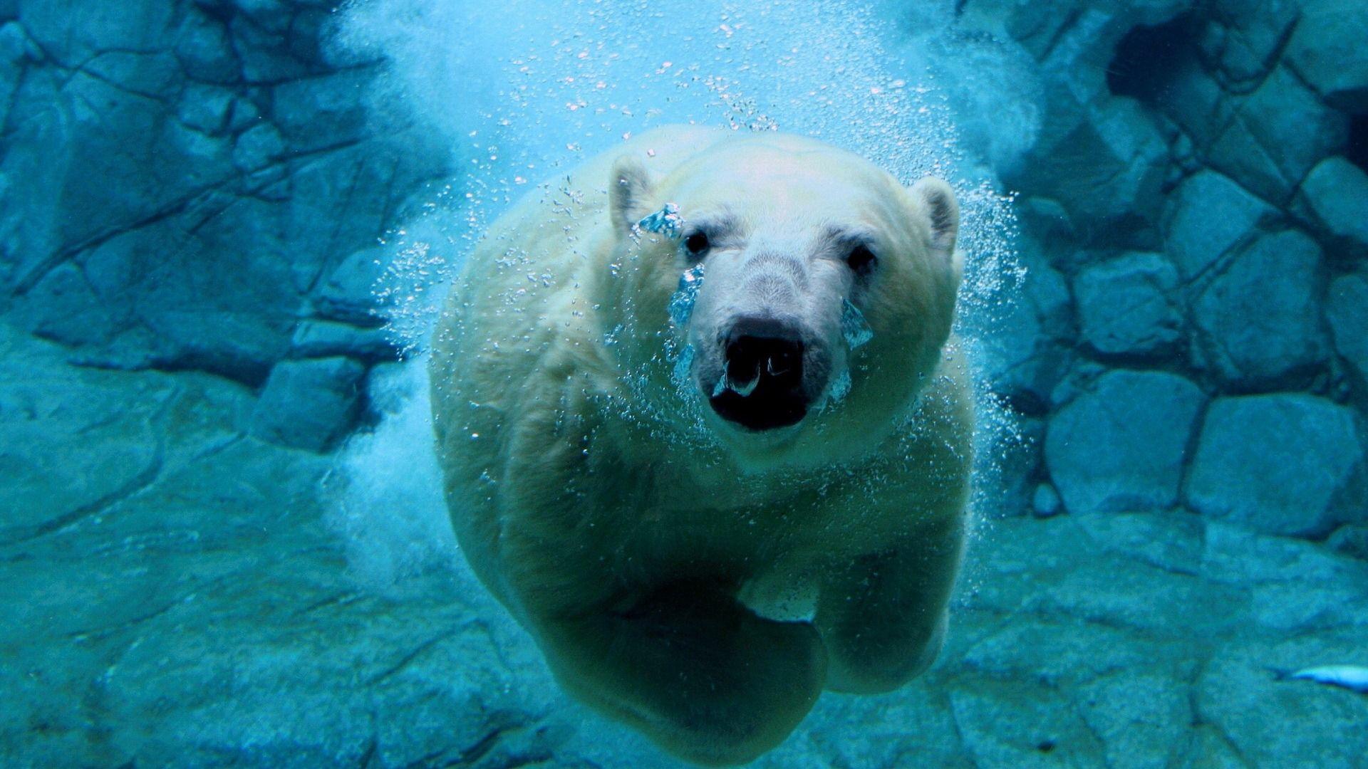 1920x1080 Polarbear Underwater HD Wallpaperx1080
