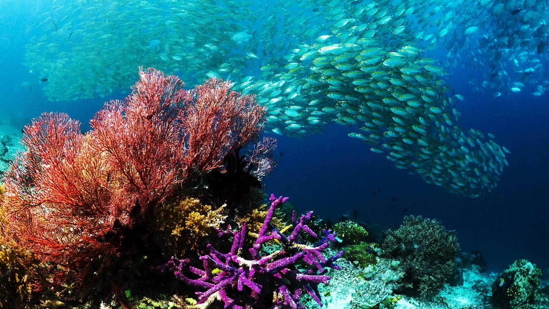 1920x1080 Underwater Wallpaper Luxury Underwater Desktop Background