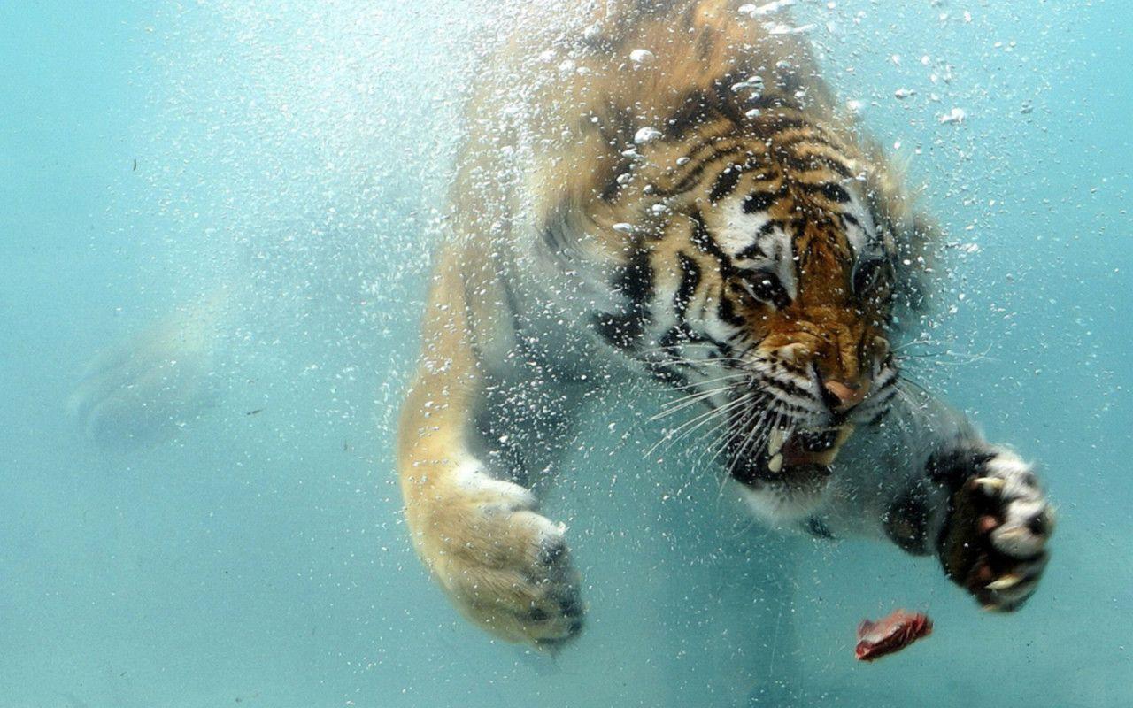 1280x800 Tiger underwater Desktop wallpaper 1280x800