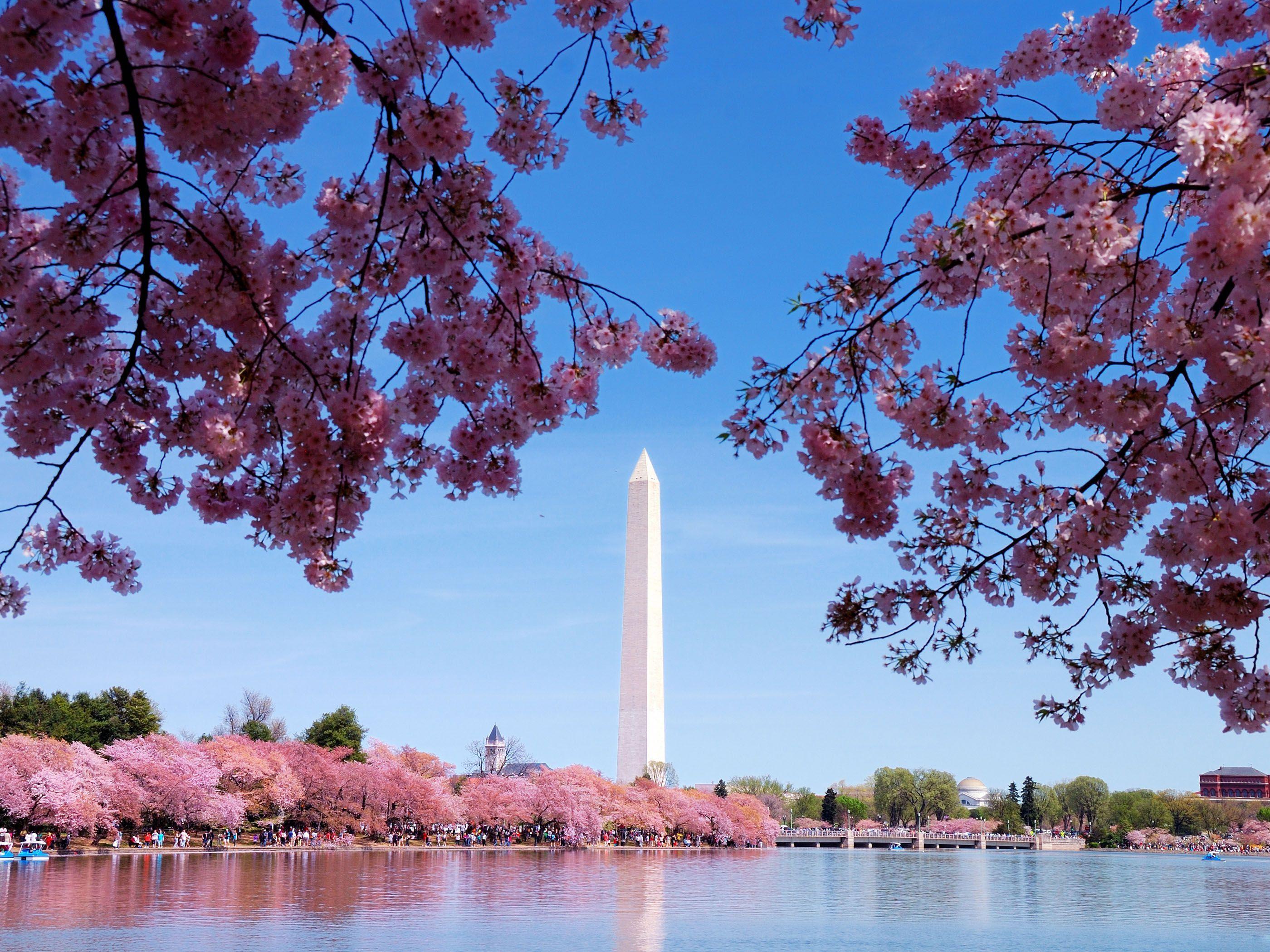 DC Cherry Blossom Desktop Wallpapers - Top Free DC Cherry Blossom