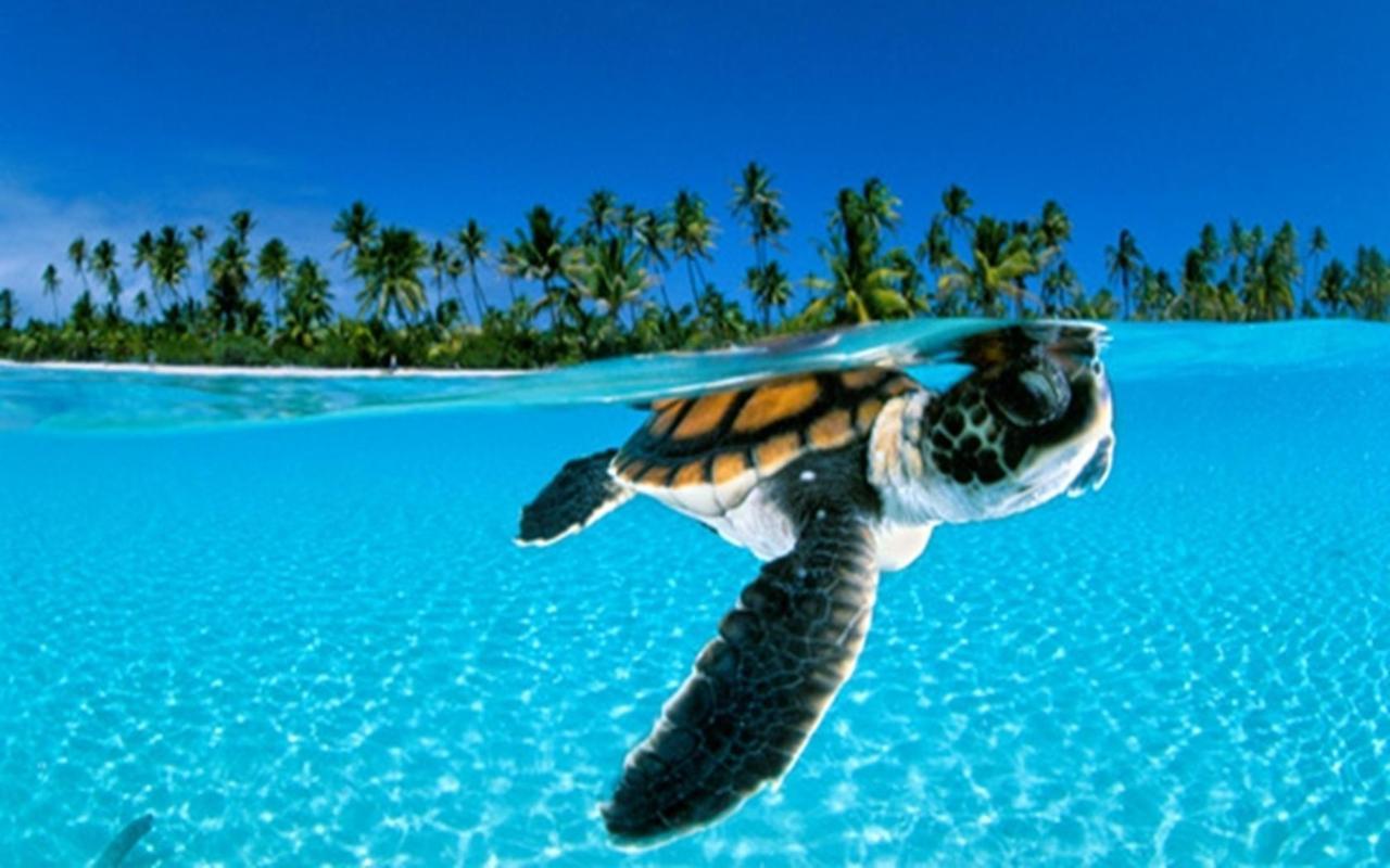1280x800 Free download Cute Turtle Sea Desktop Wallpaper PicsWallpapercom
