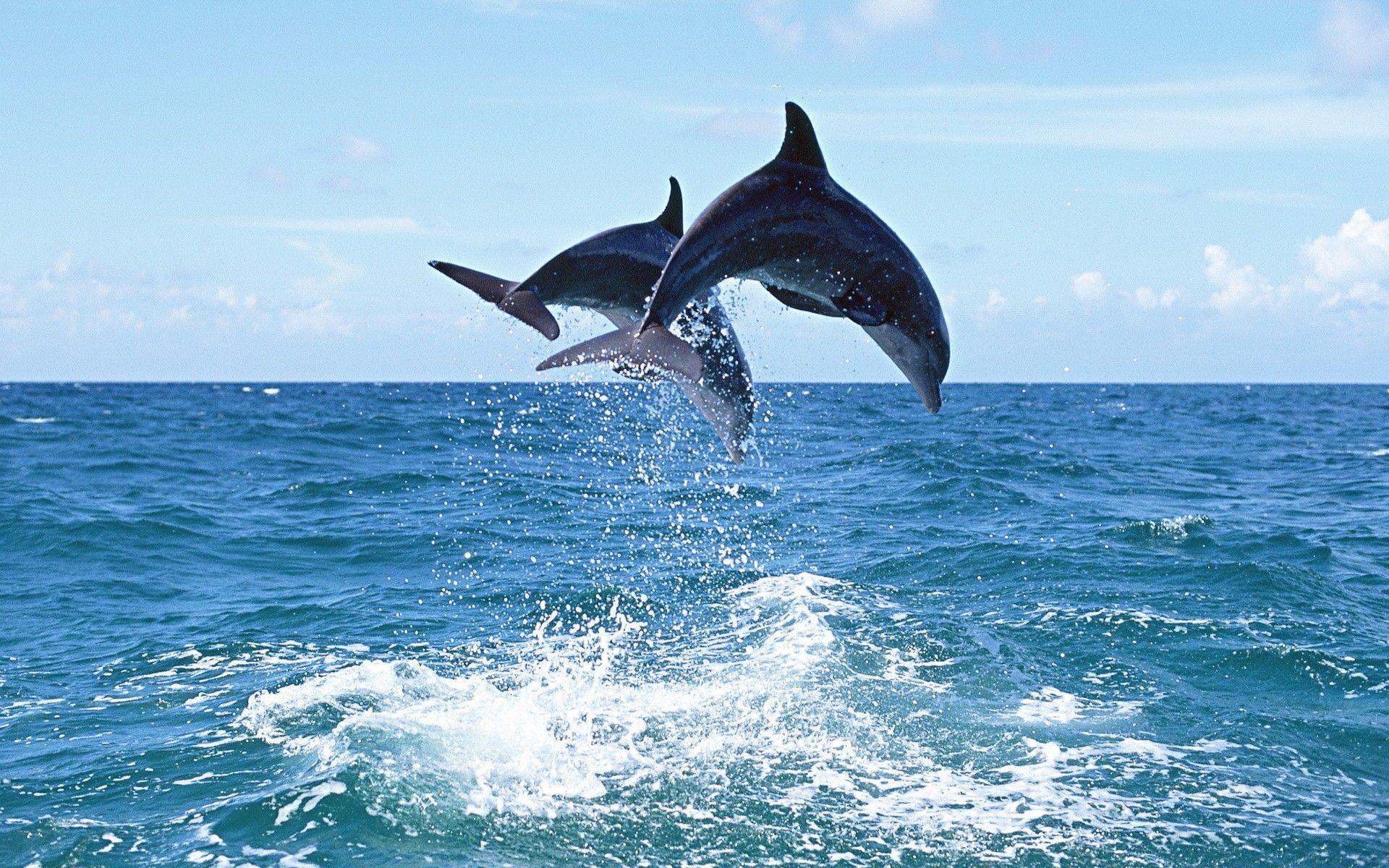 1920x1200 Dolphin Playing In Sea Wallpaper 00411
